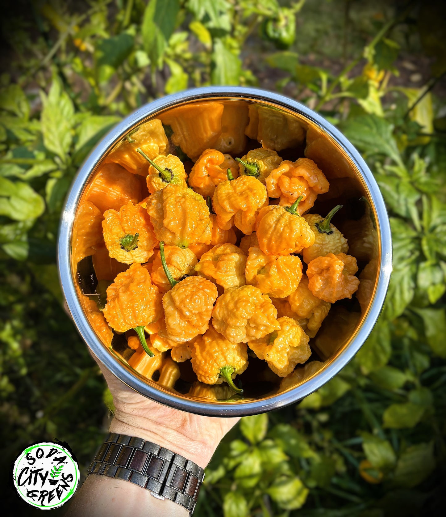 Fresh Pepper Boxes