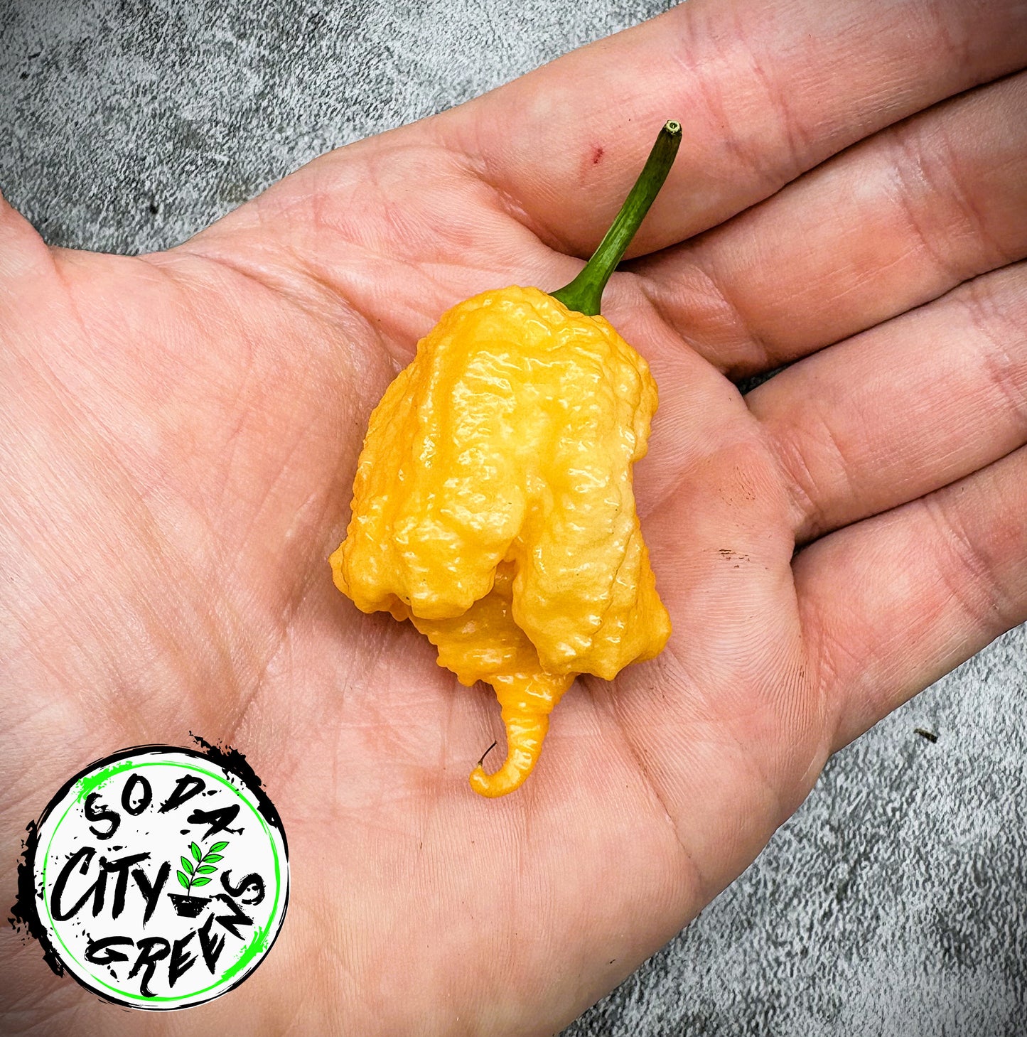 Fujiwhara Pepper Seeds