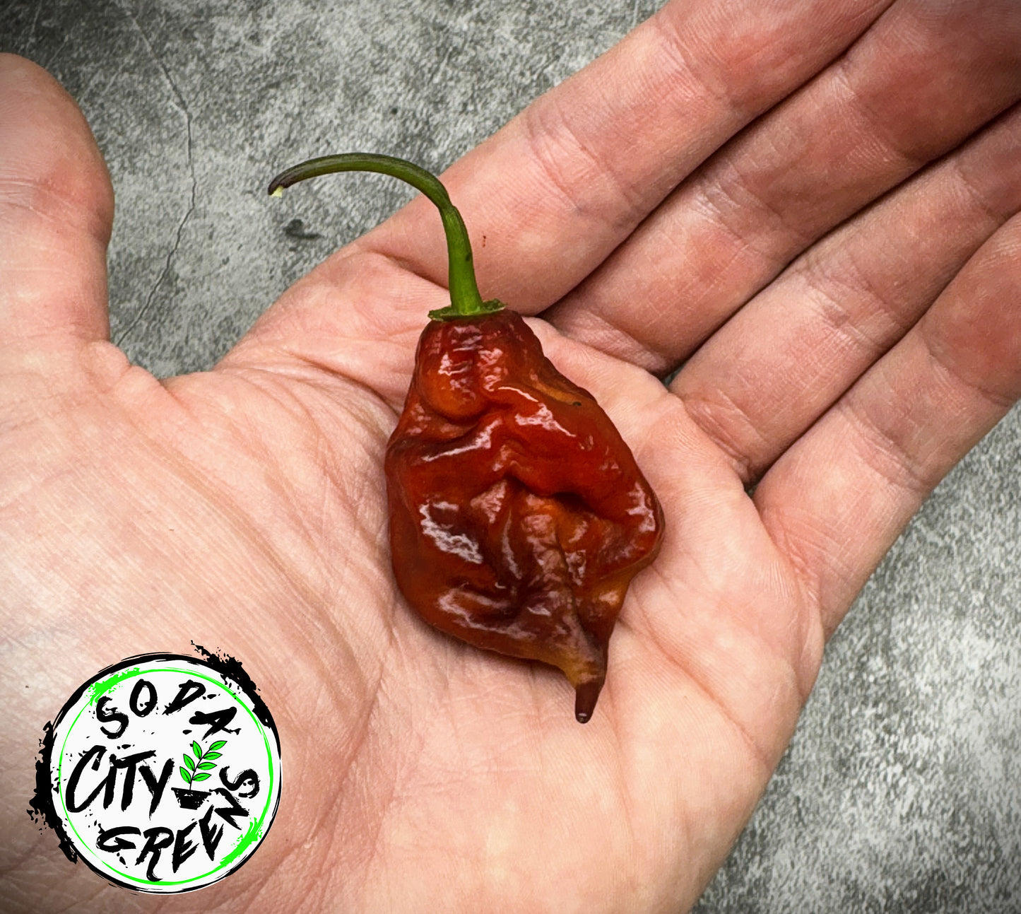 Purple Jigsaw (Purple Gator Jigsaw) Pepper Seeds