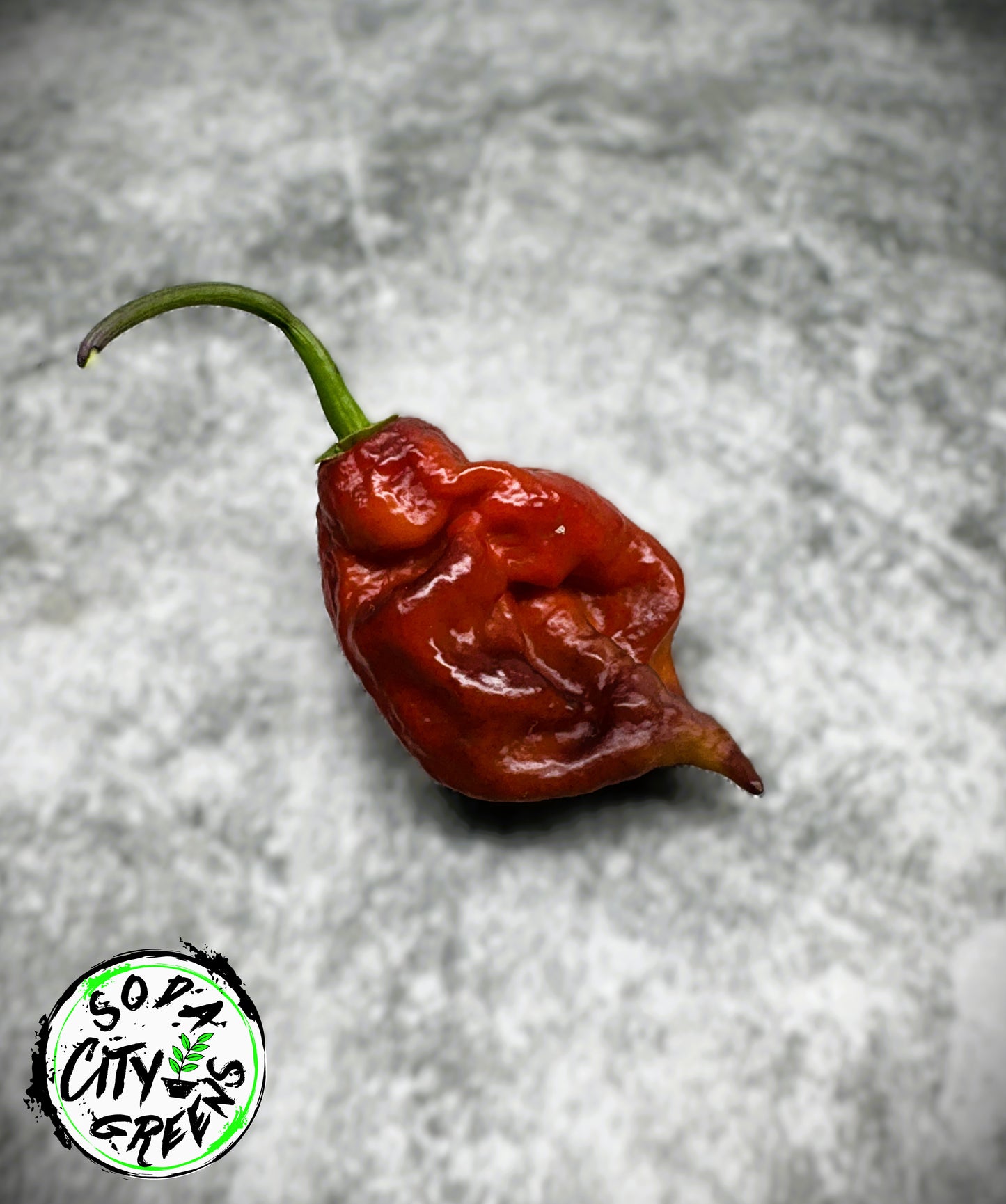 Purple Jigsaw (Purple Gator Jigsaw) Pepper Seeds