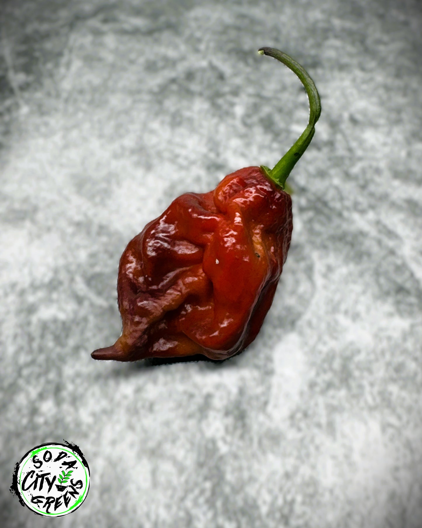 Purple Jigsaw (Purple Gator Jigsaw) Pepper Seeds