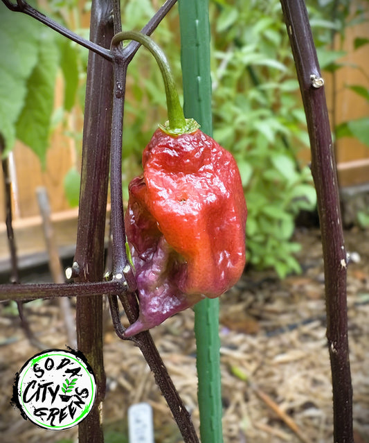 Purple Jigsaw (Purple Gator Jigsaw) Pepper Seeds