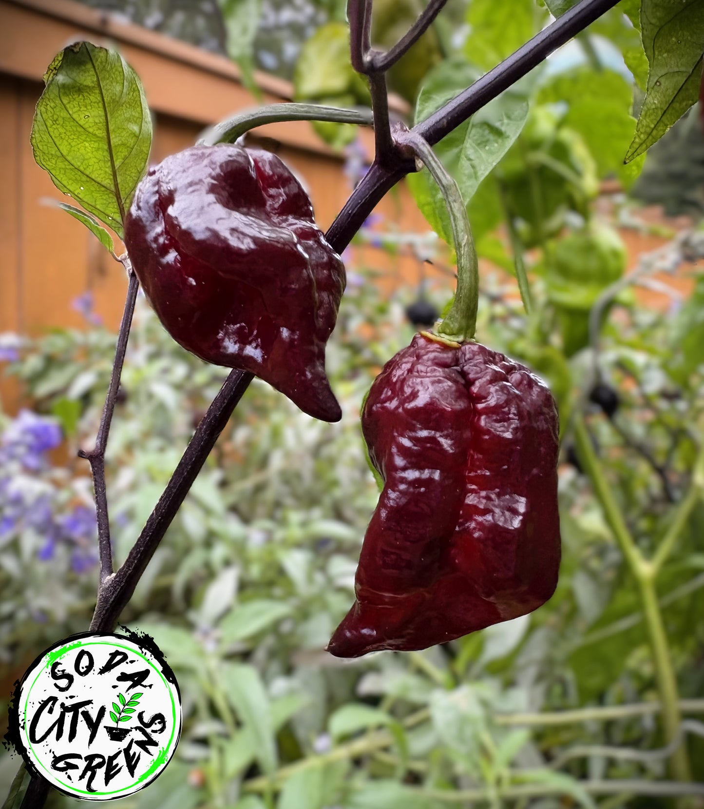 Purple Jigsaw (Purple Gator Jigsaw) Pepper Seeds