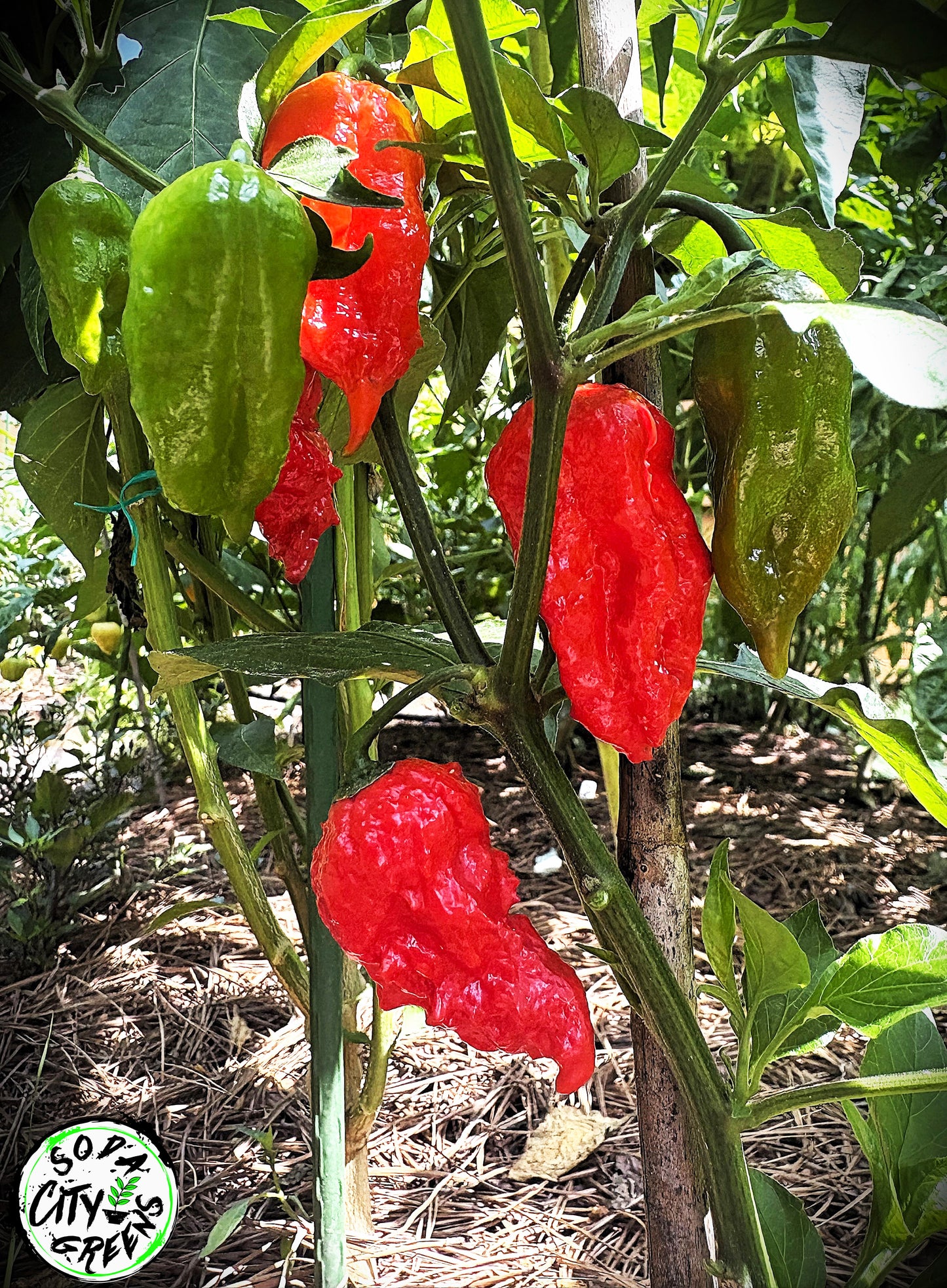Ghost Pepper (Bhut Jolokia) Seeds