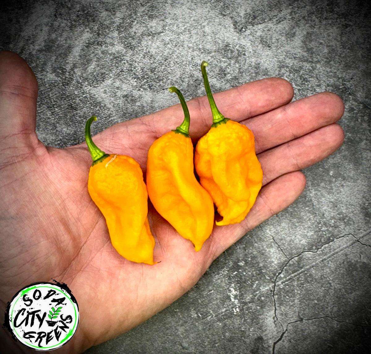 Golden Ghost Pepper Seeds- Sinister Pepper Series