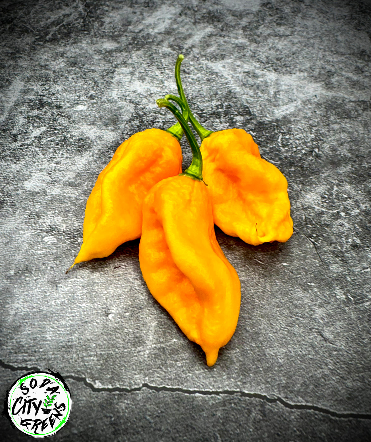 Golden Ghost Pepper Seeds- Sinister Pepper Series