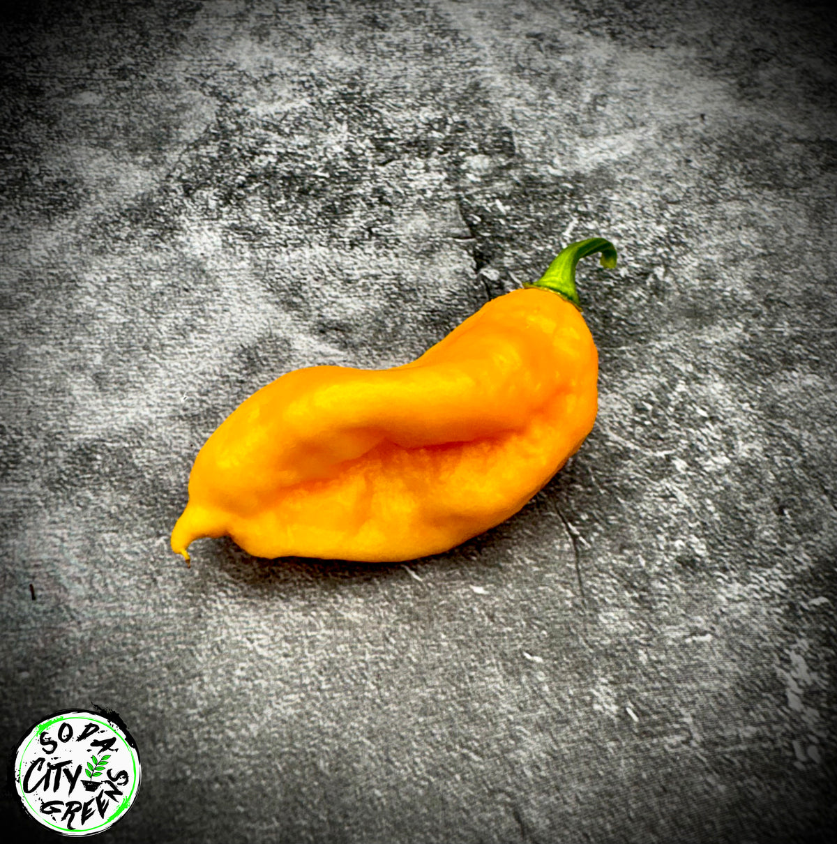 Golden Ghost Pepper Seeds- Sinister Pepper Series