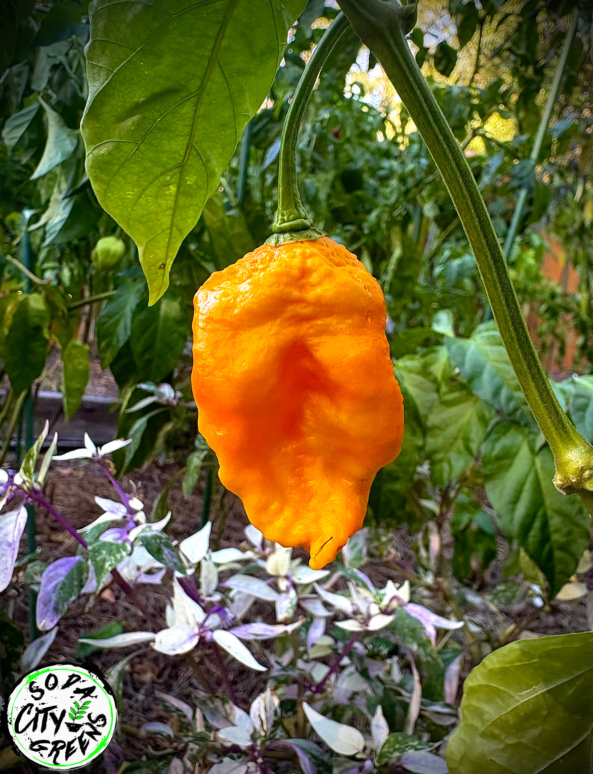 Golden Ghost Pepper Seeds- Sinister Pepper Series