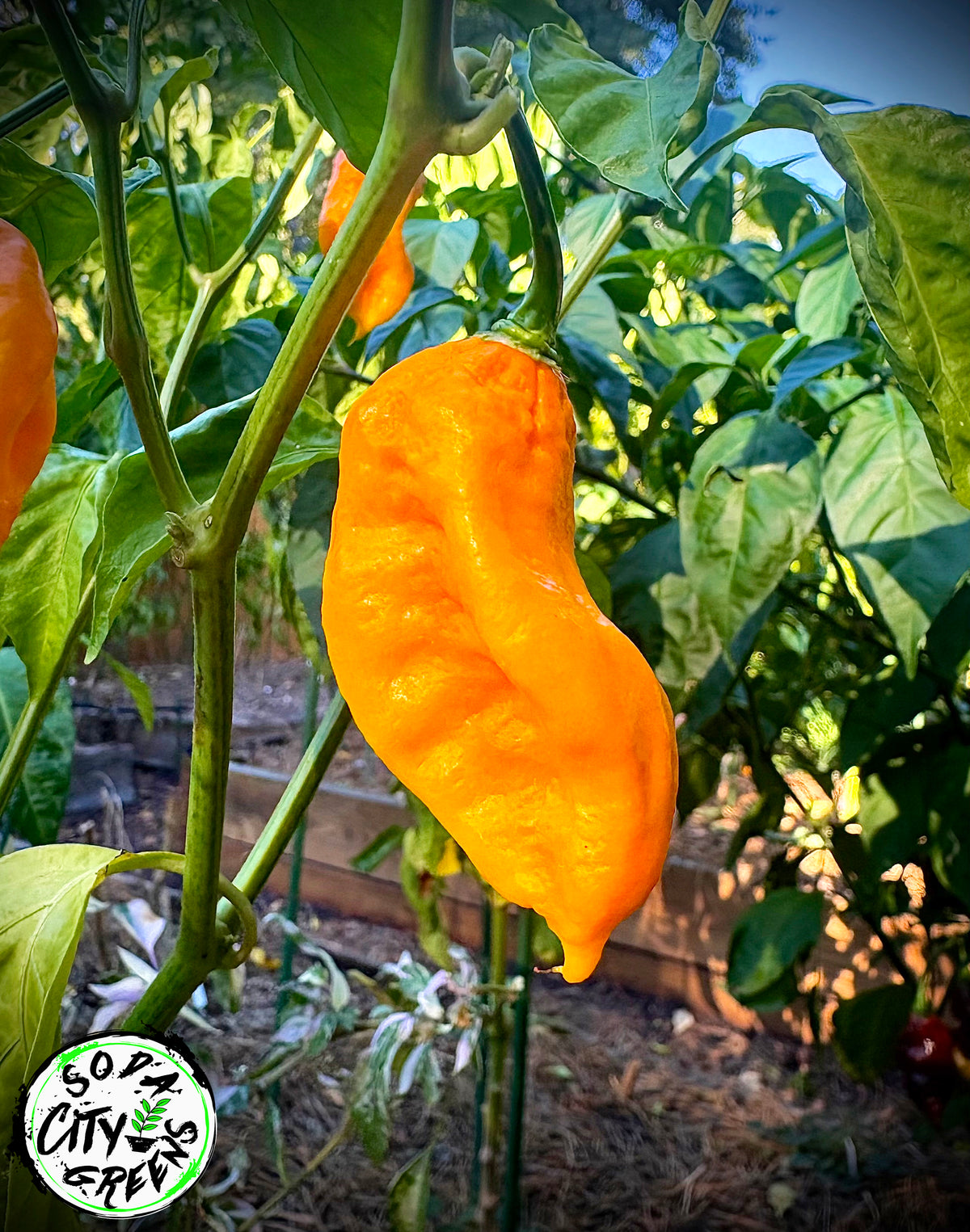 Golden Ghost Pepper Seeds- Sinister Pepper Series