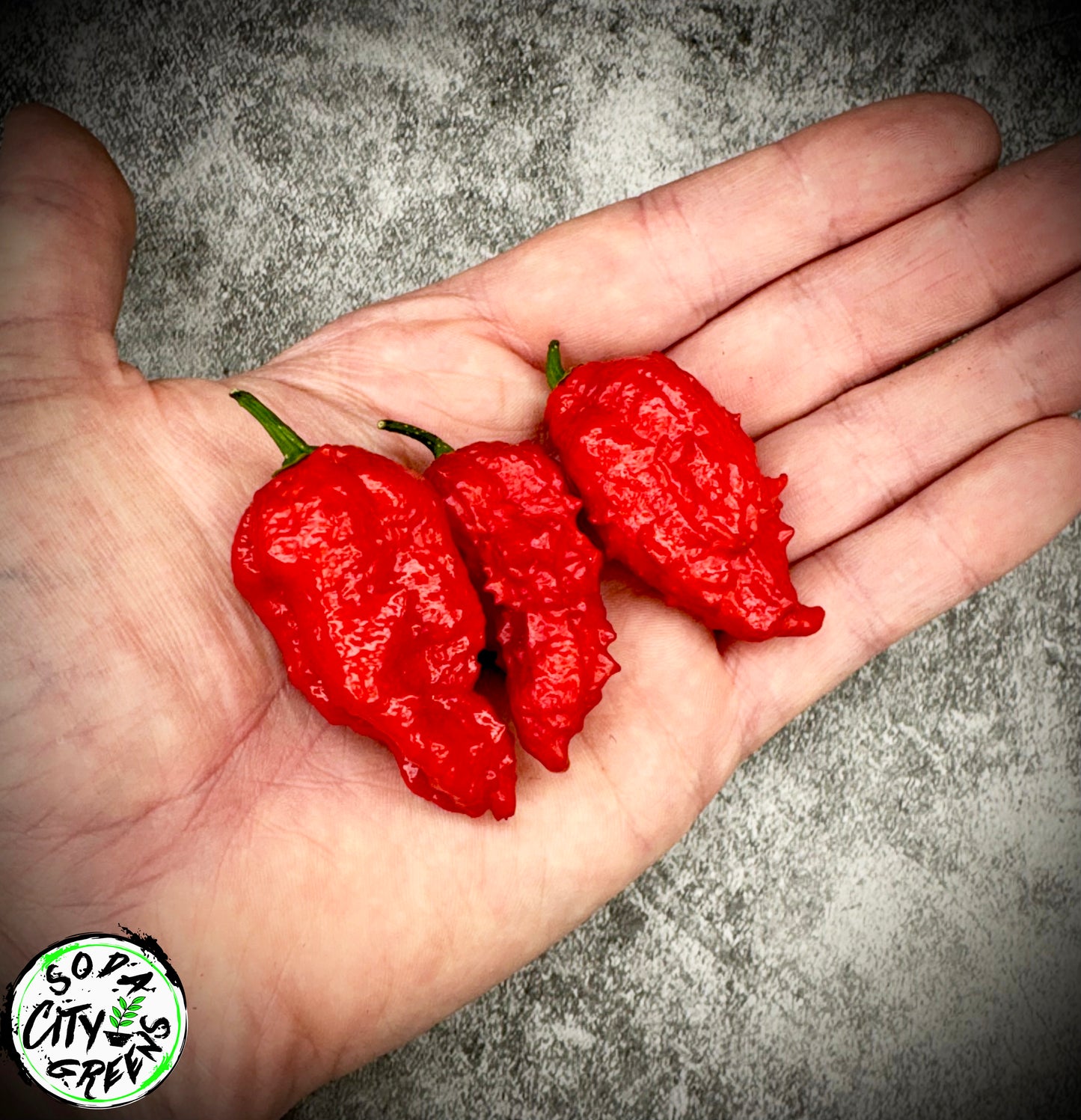 Ghost Pepper (Bhut Jolokia) Seeds