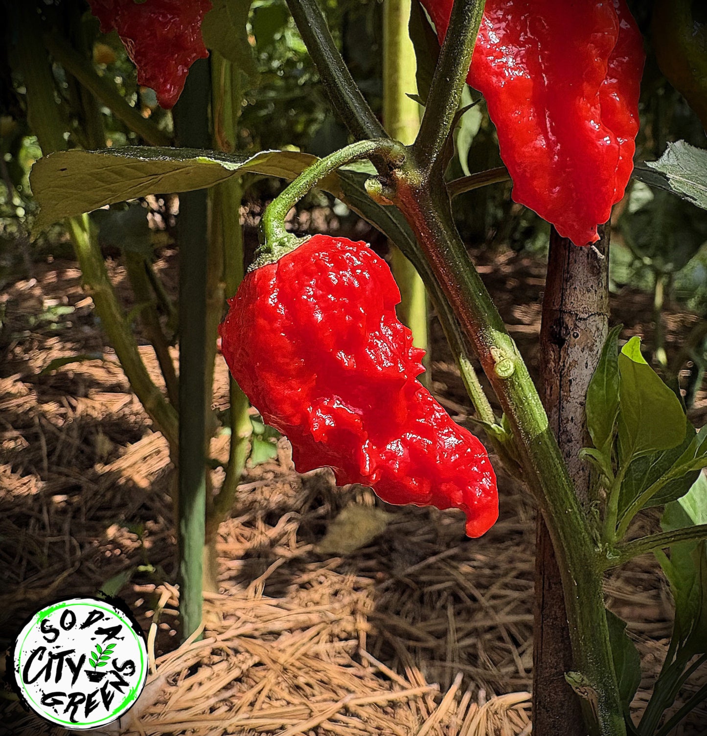 Ghost Pepper (Bhut Jolokia) Seeds