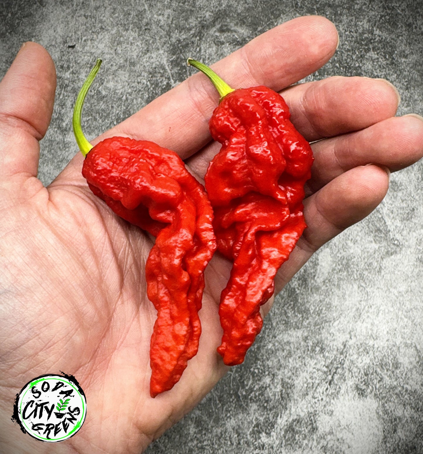Super Ghost Pepper Seeds