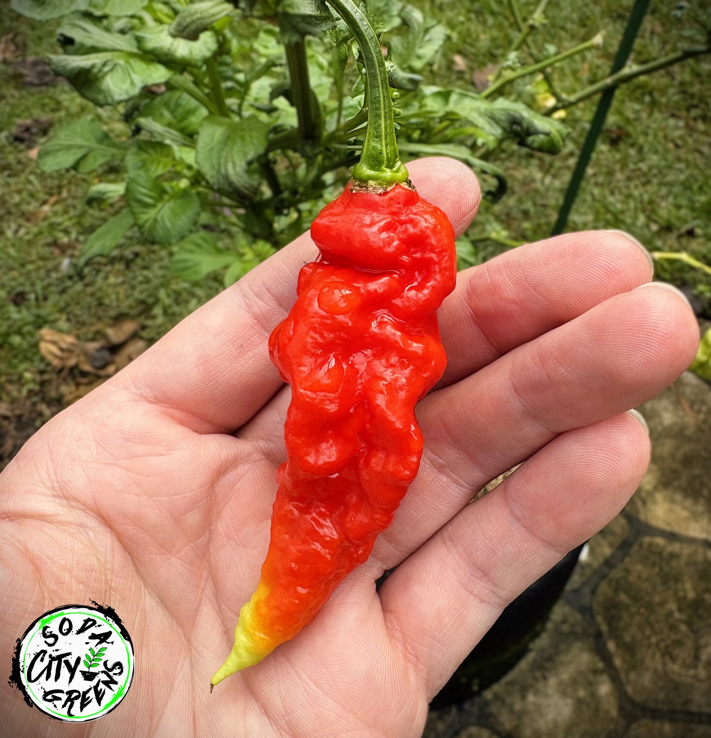Super Ghost Pepper Seeds