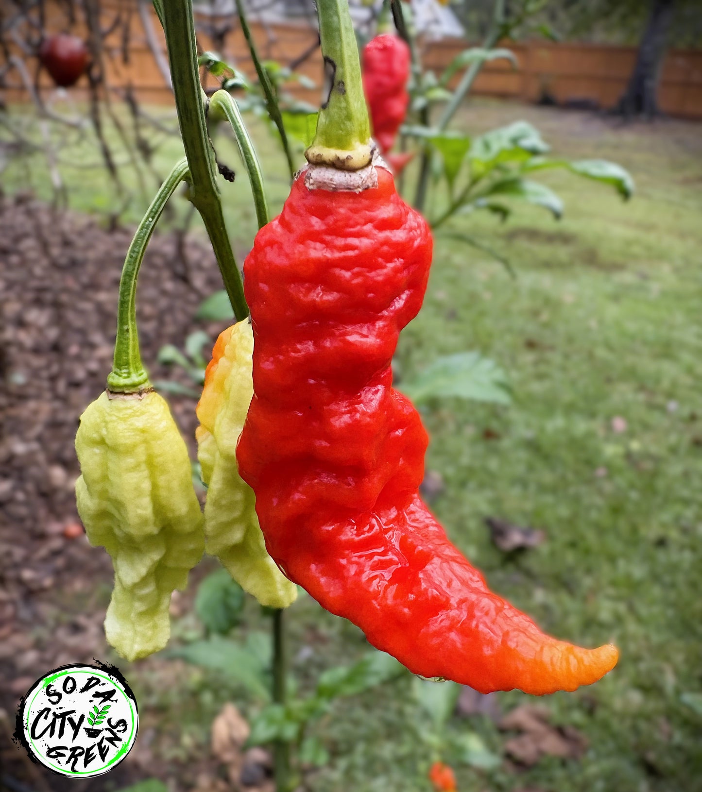 Super Ghost Pepper Seeds