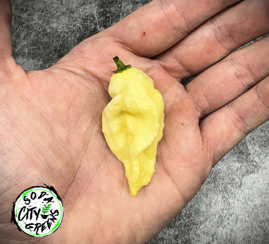 White Ghost Pepper Seeds
