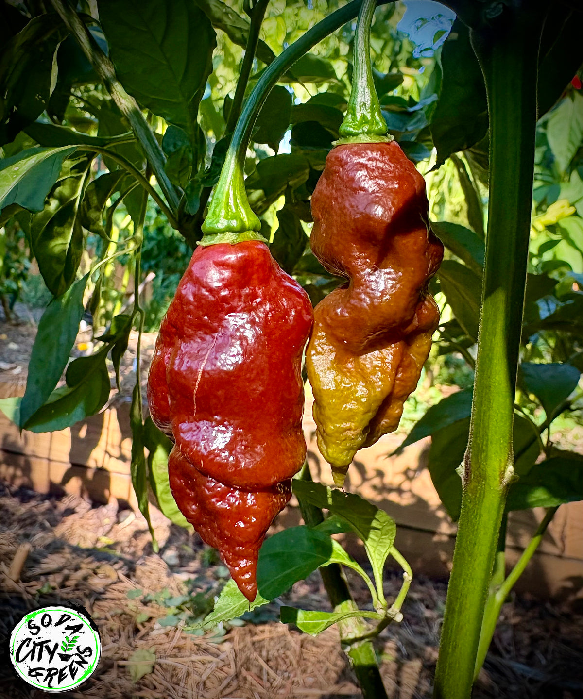 Chocolate Ghost Pepper Seeds