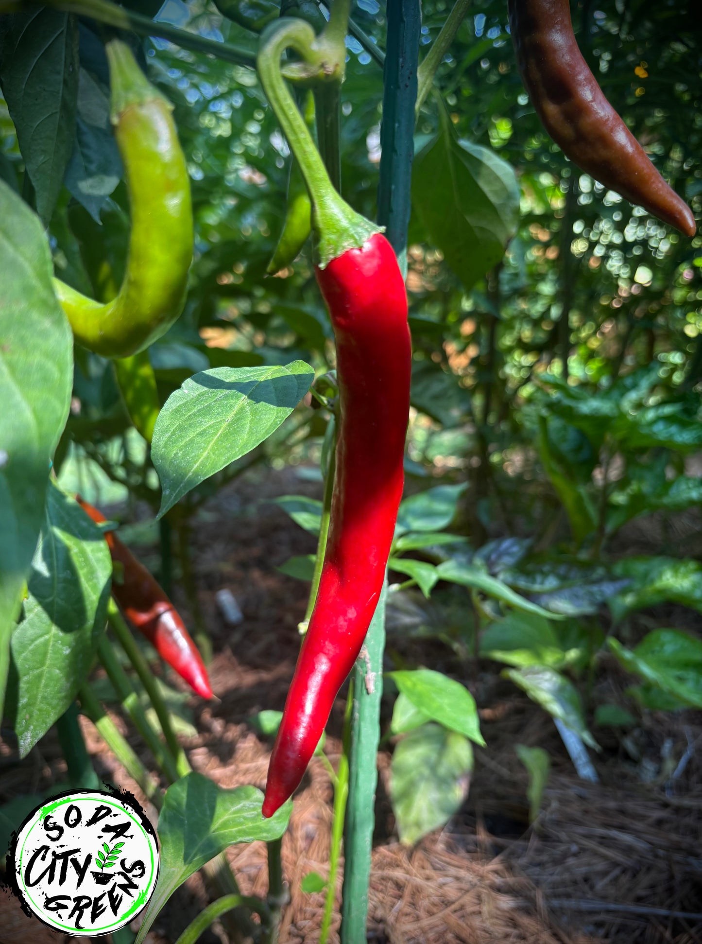 Gochujang Korean Pepper Seeds
