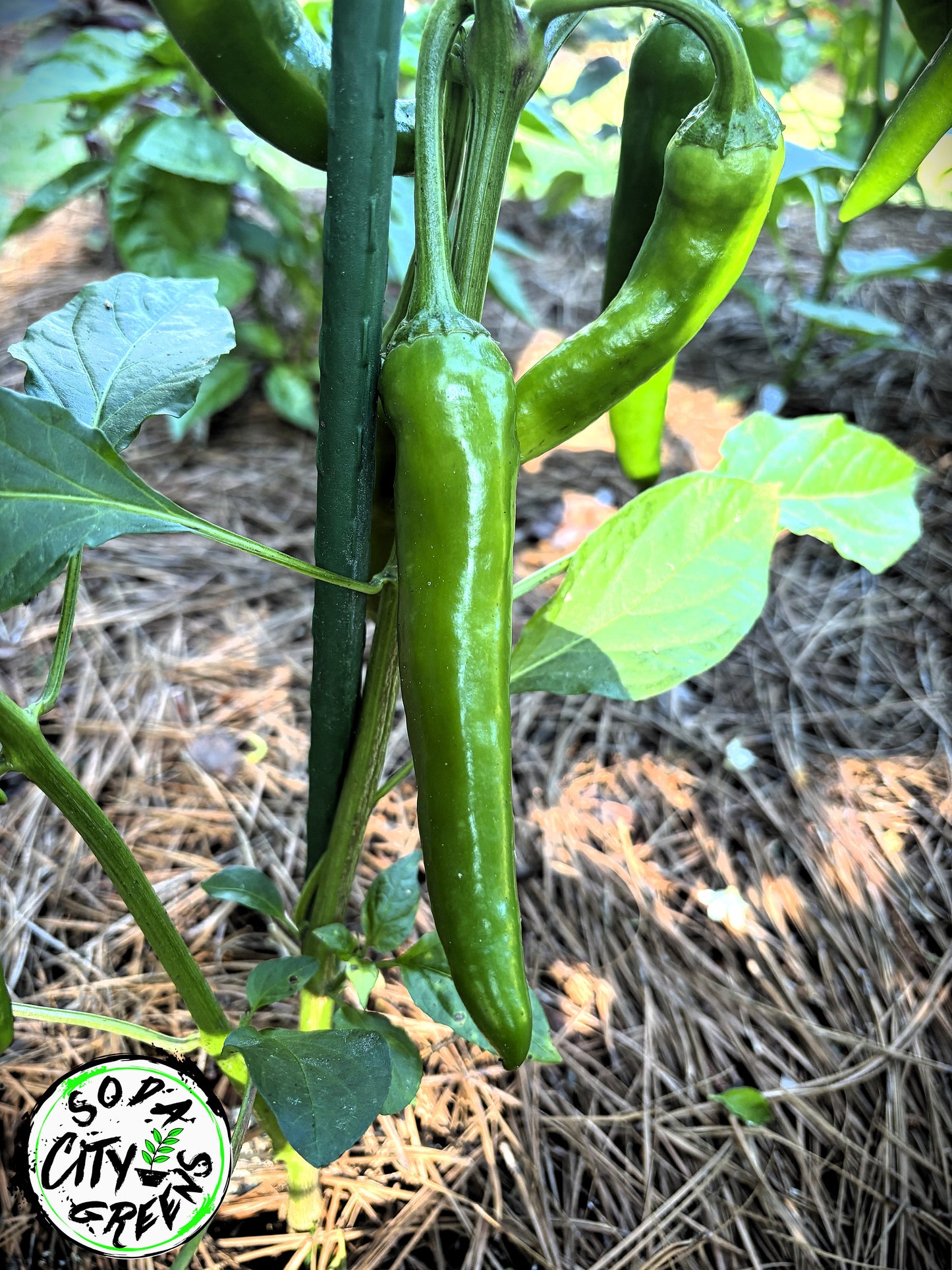 Gochujang Korean Pepper Seeds