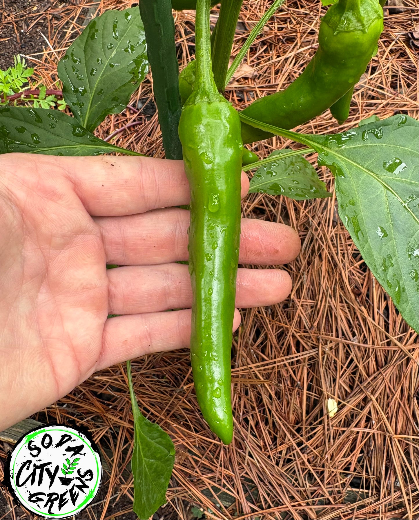 Gochujang Korean Pepper Seeds