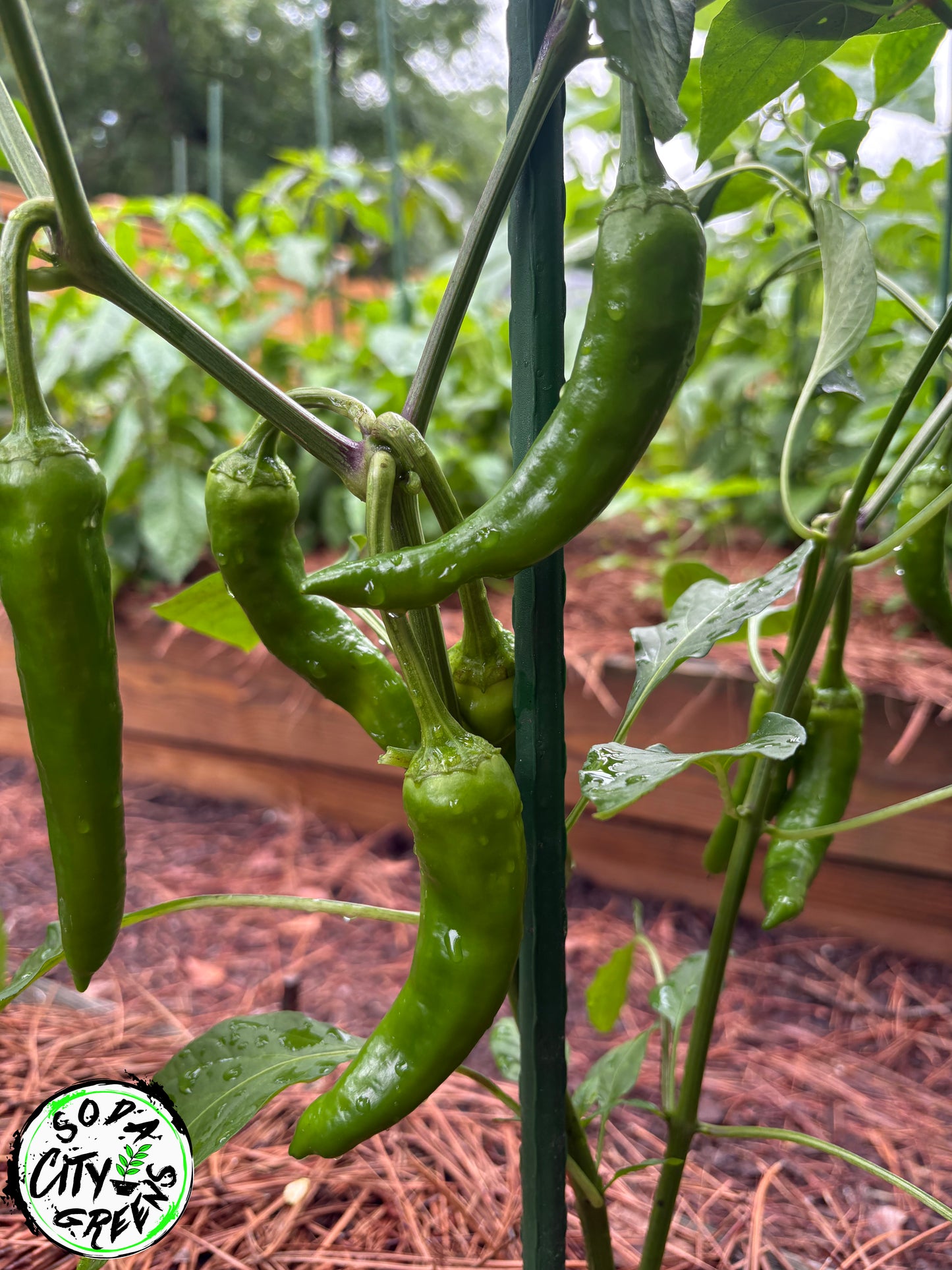Gochujang Korean Pepper Seeds