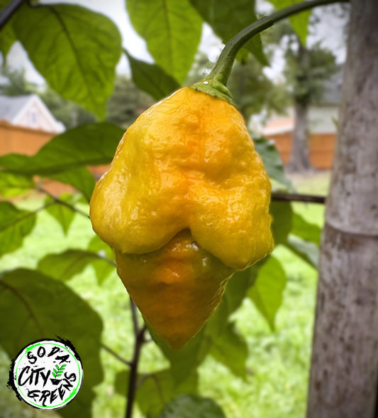 Golden Haze Horizon Pepper Seeds