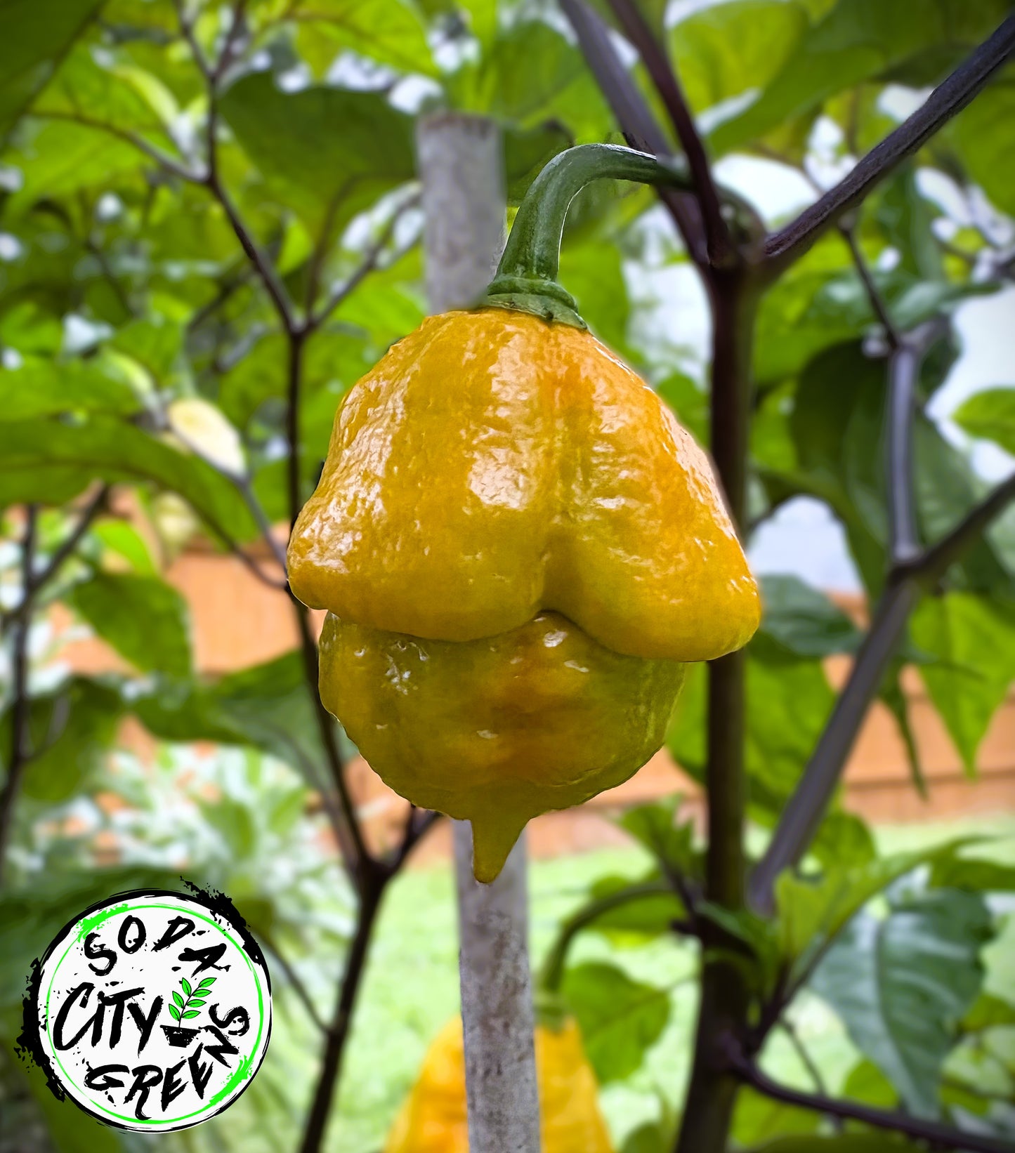 Golden Haze Horizon Pepper Live Plants
