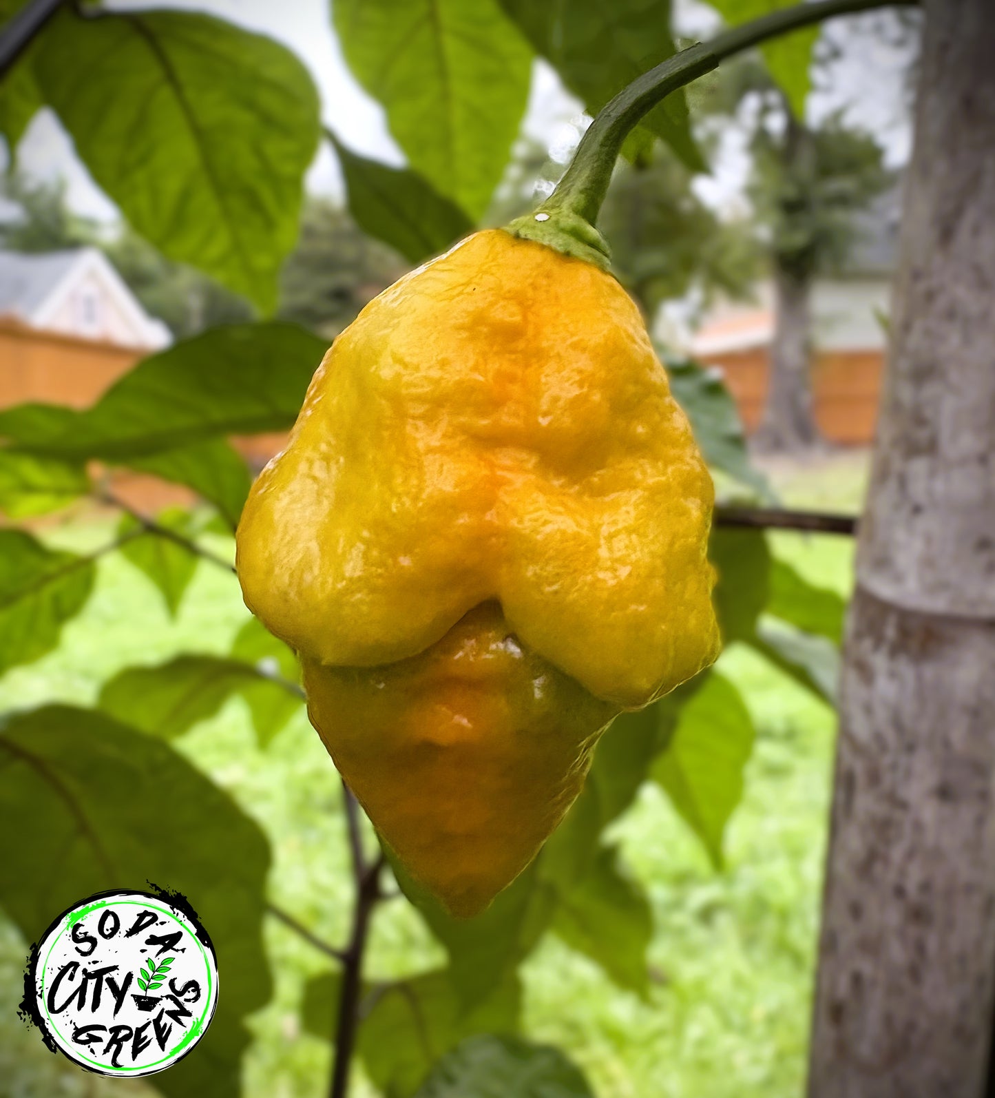 Golden Haze Horizon Pepper Live Plants