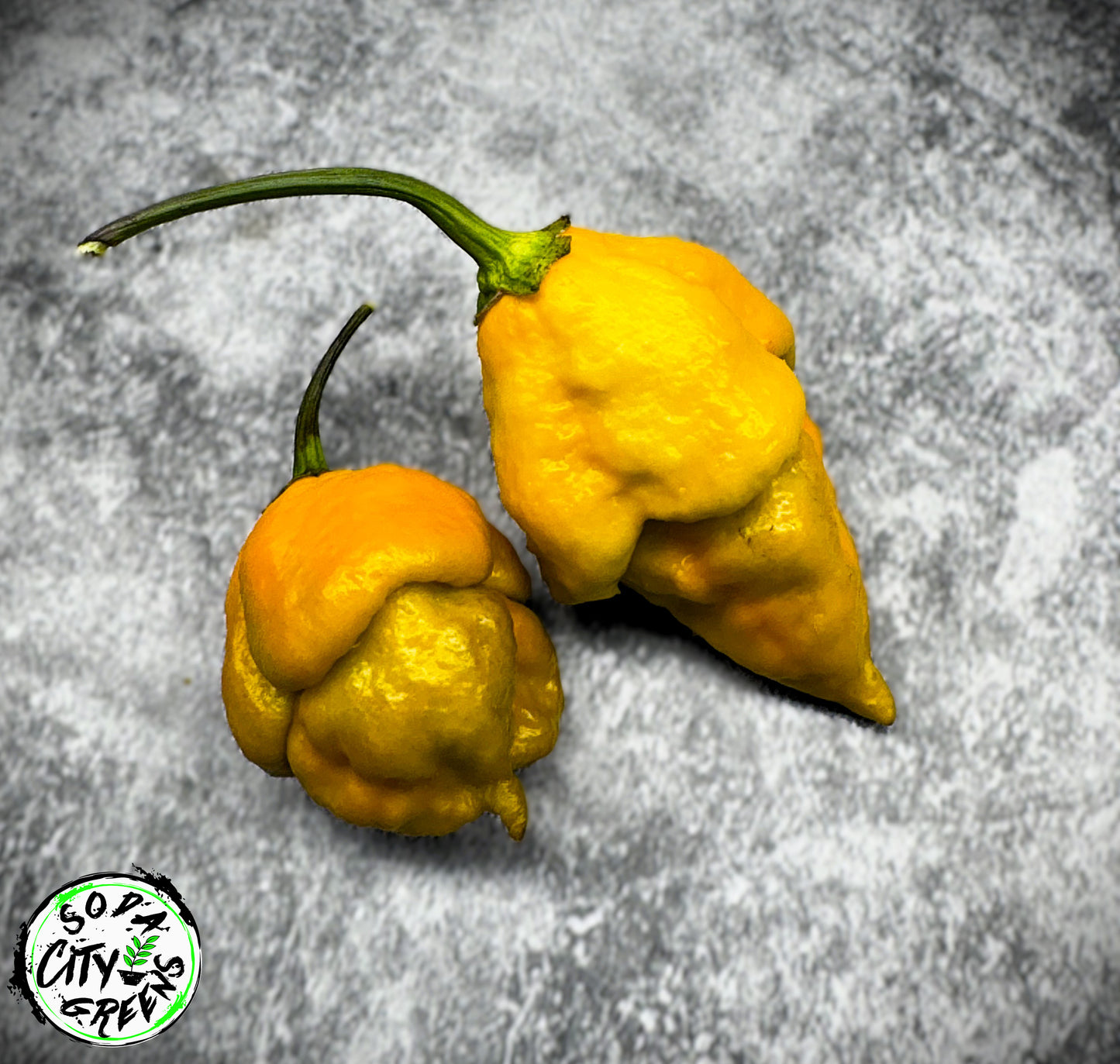 Golden Haze Horizon Pepper Live Plants