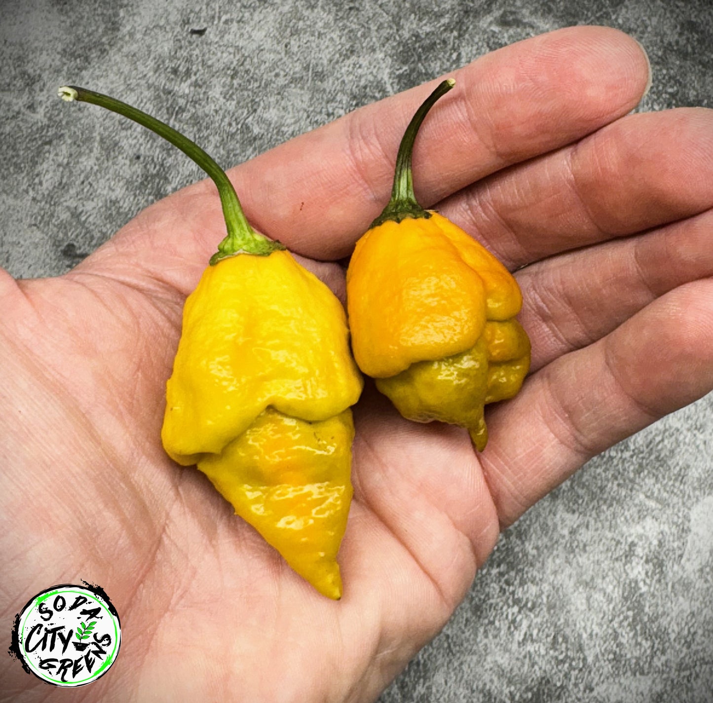 Golden Haze Horizon Pepper Live Plants