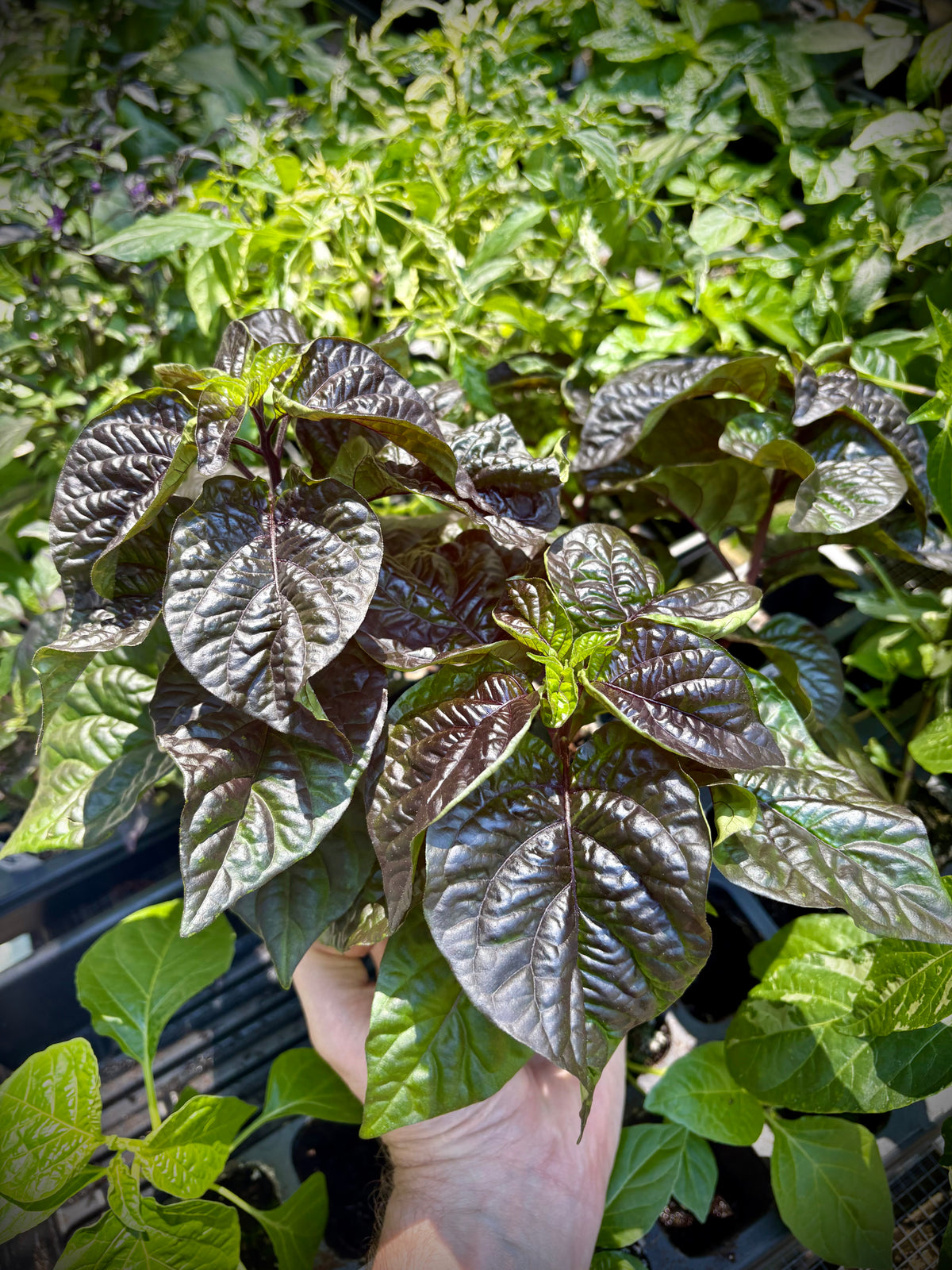 Golden Haze Horizon Pepper Seeds