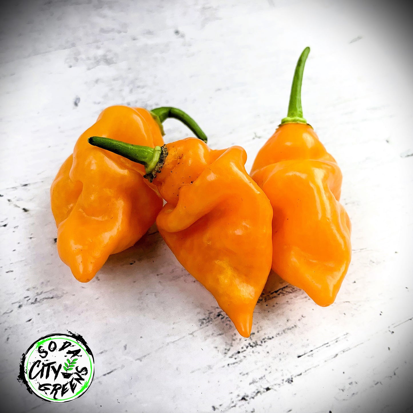 Sweet Heat Pepper Seed Variety Pack (You choose!)