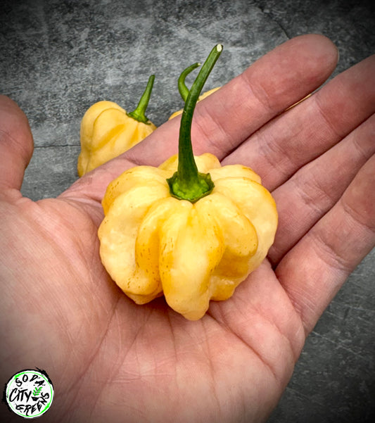 Giant Peach Habanero Pepper Seeds