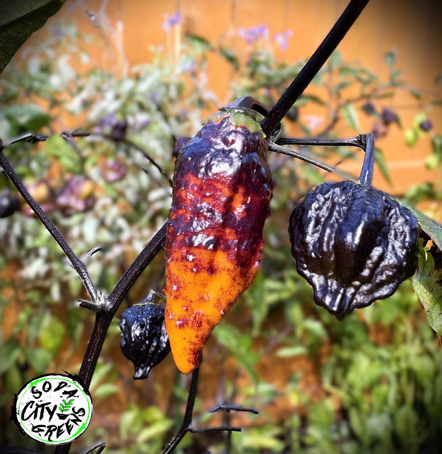 Hallows Eve Pepper Seeds