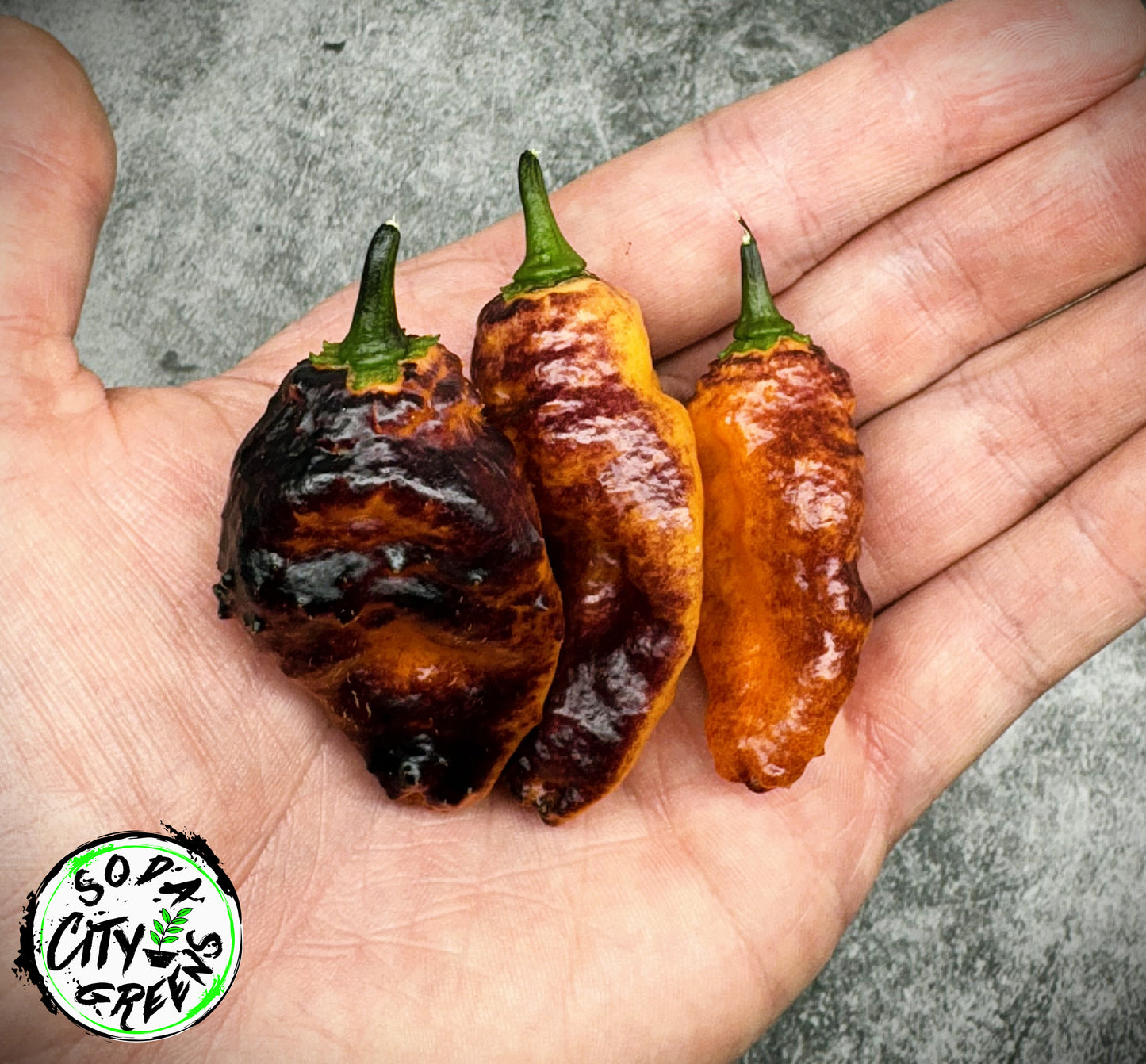 Hallows Eve Pepper Seeds