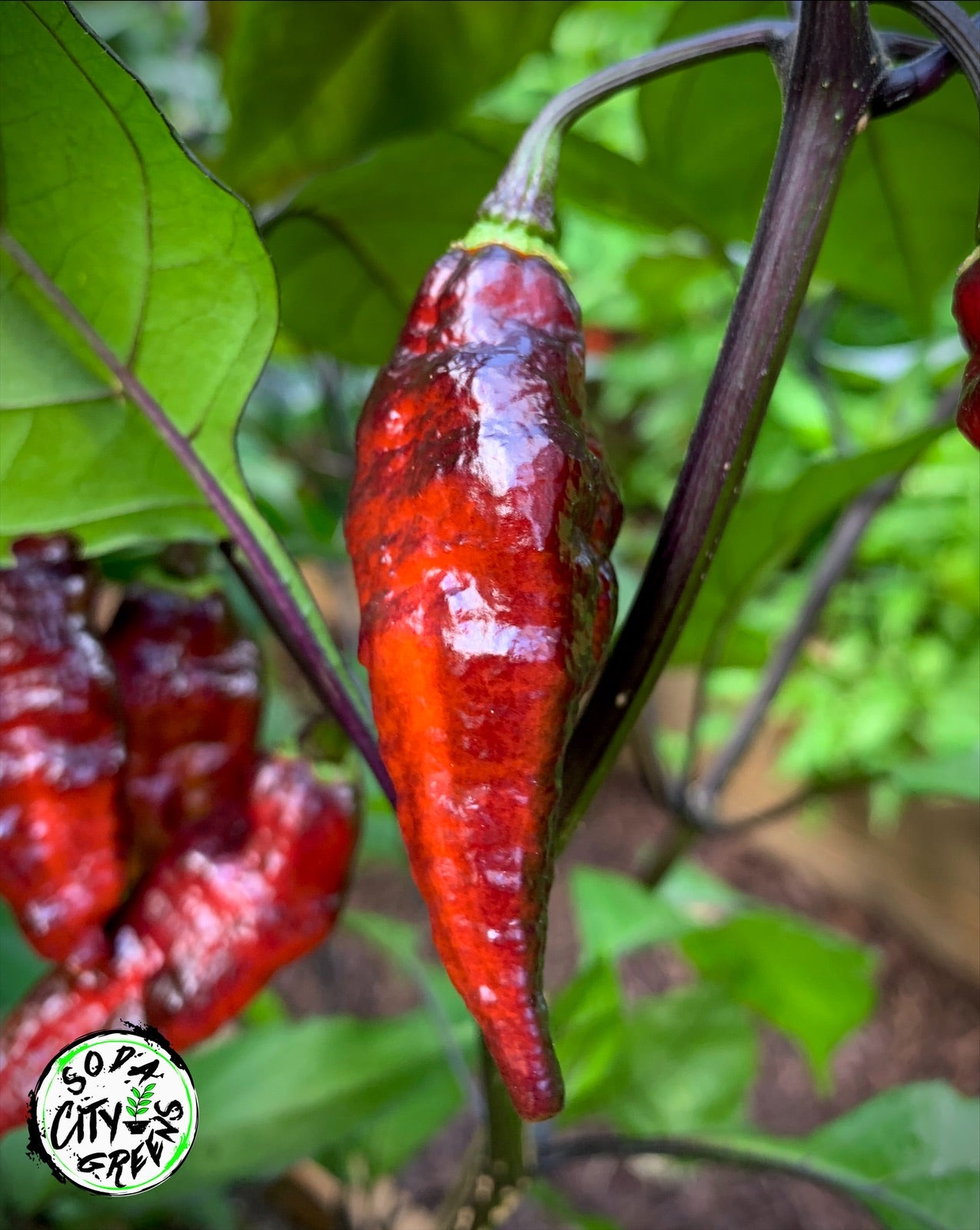 Red Pepper Seed Variety Pack (You choose!)