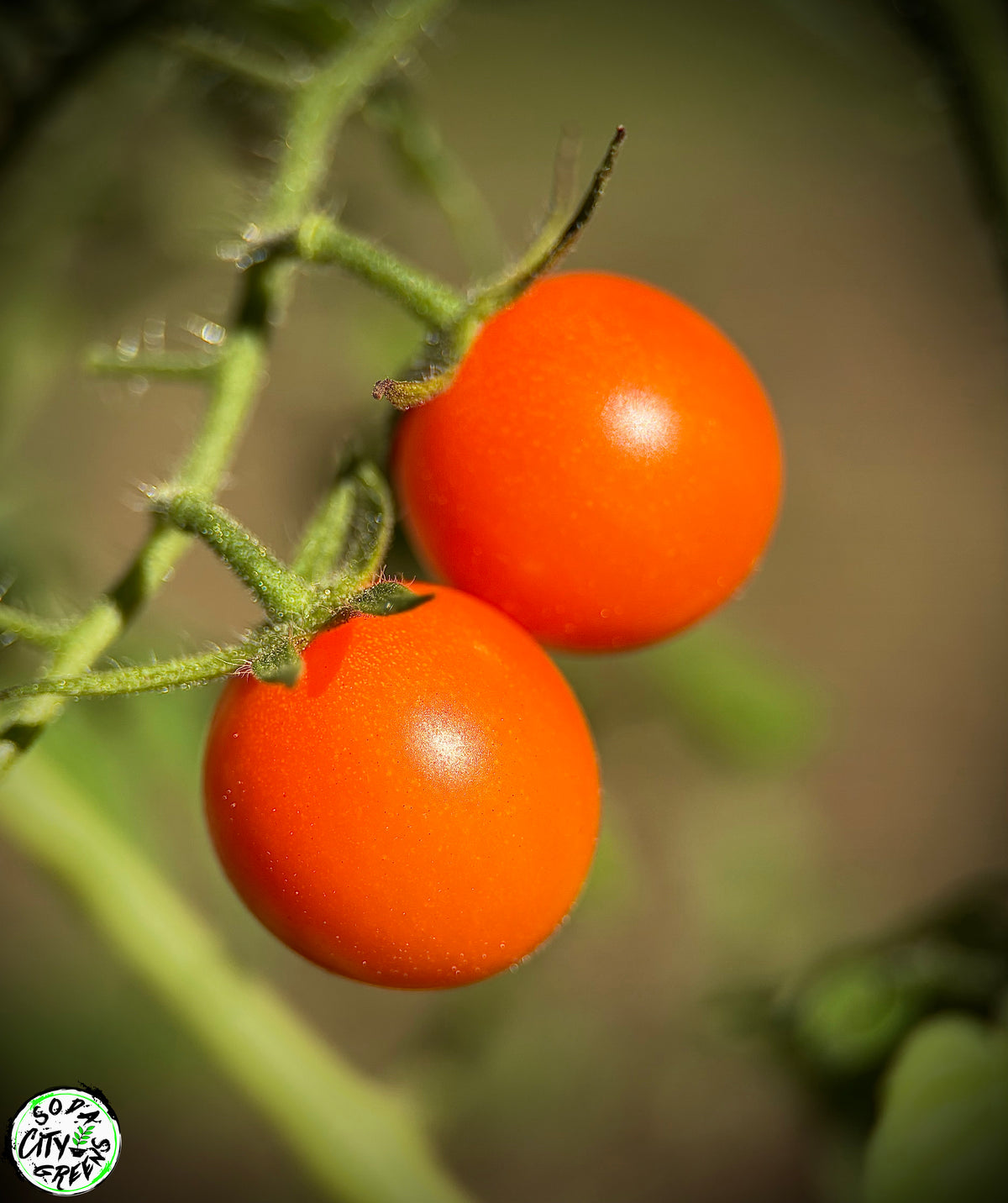 Honeycomb Tomato Seeds