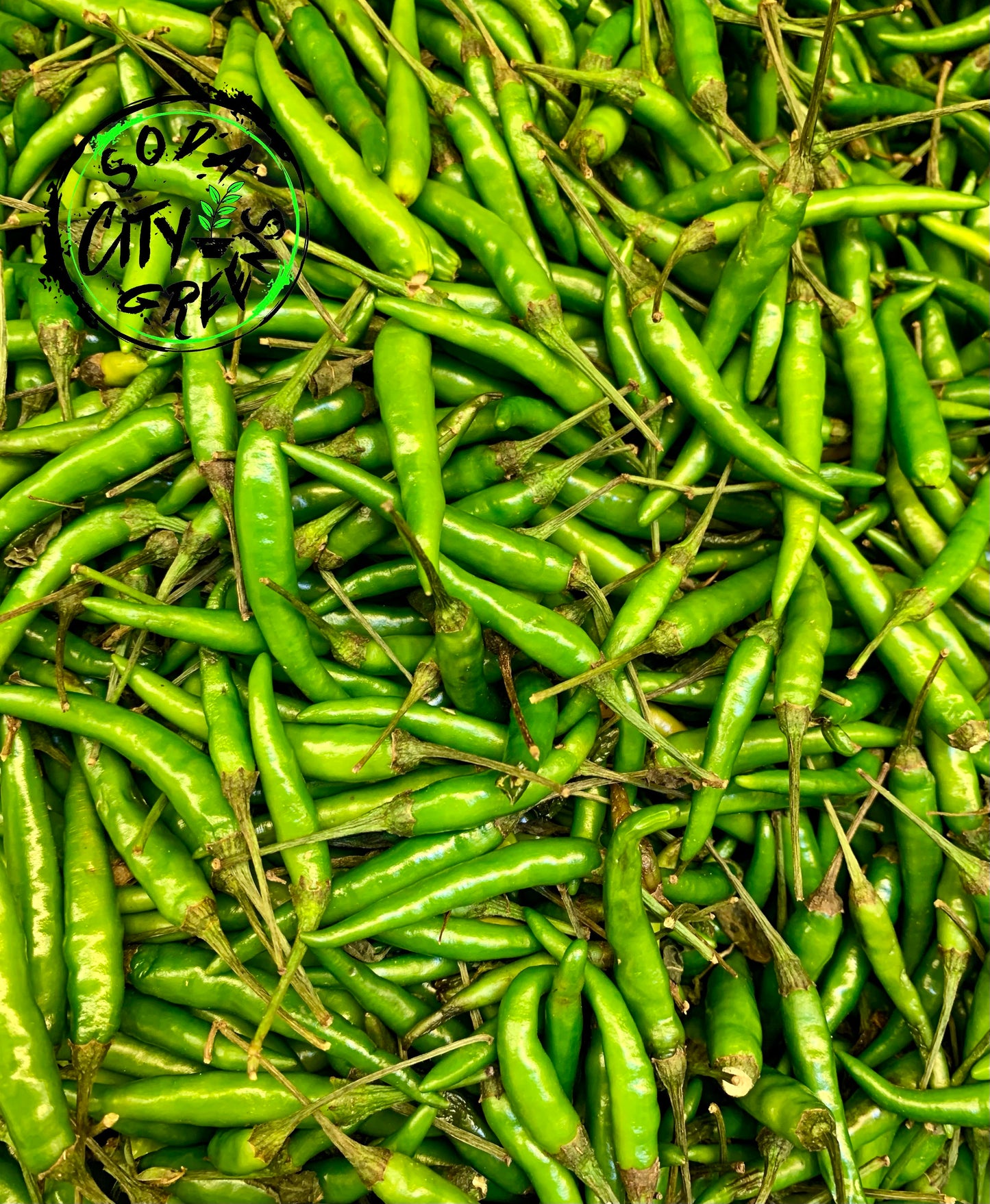 Fresh Thai Bird Chili Pepper Boxes