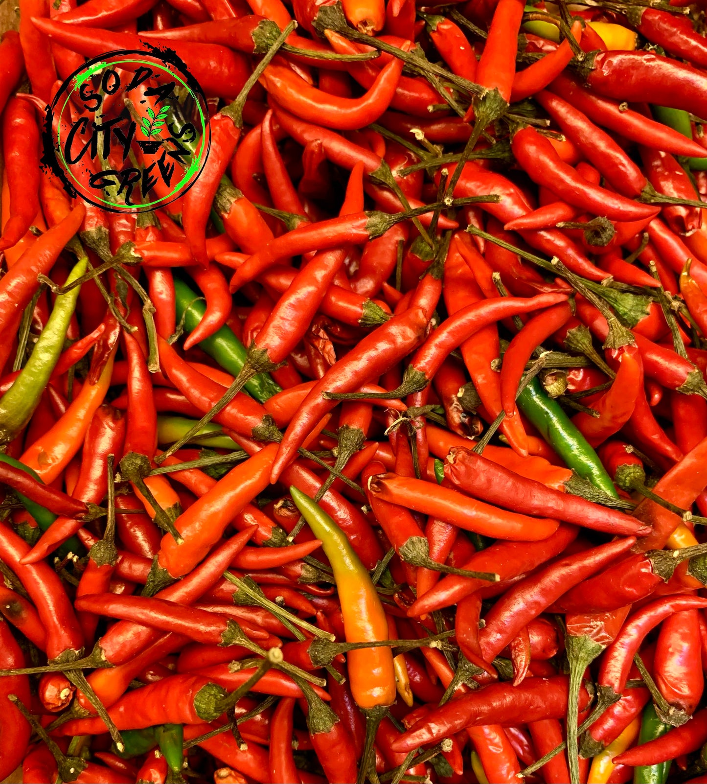 Fresh Thai Bird Chili Pepper Boxes