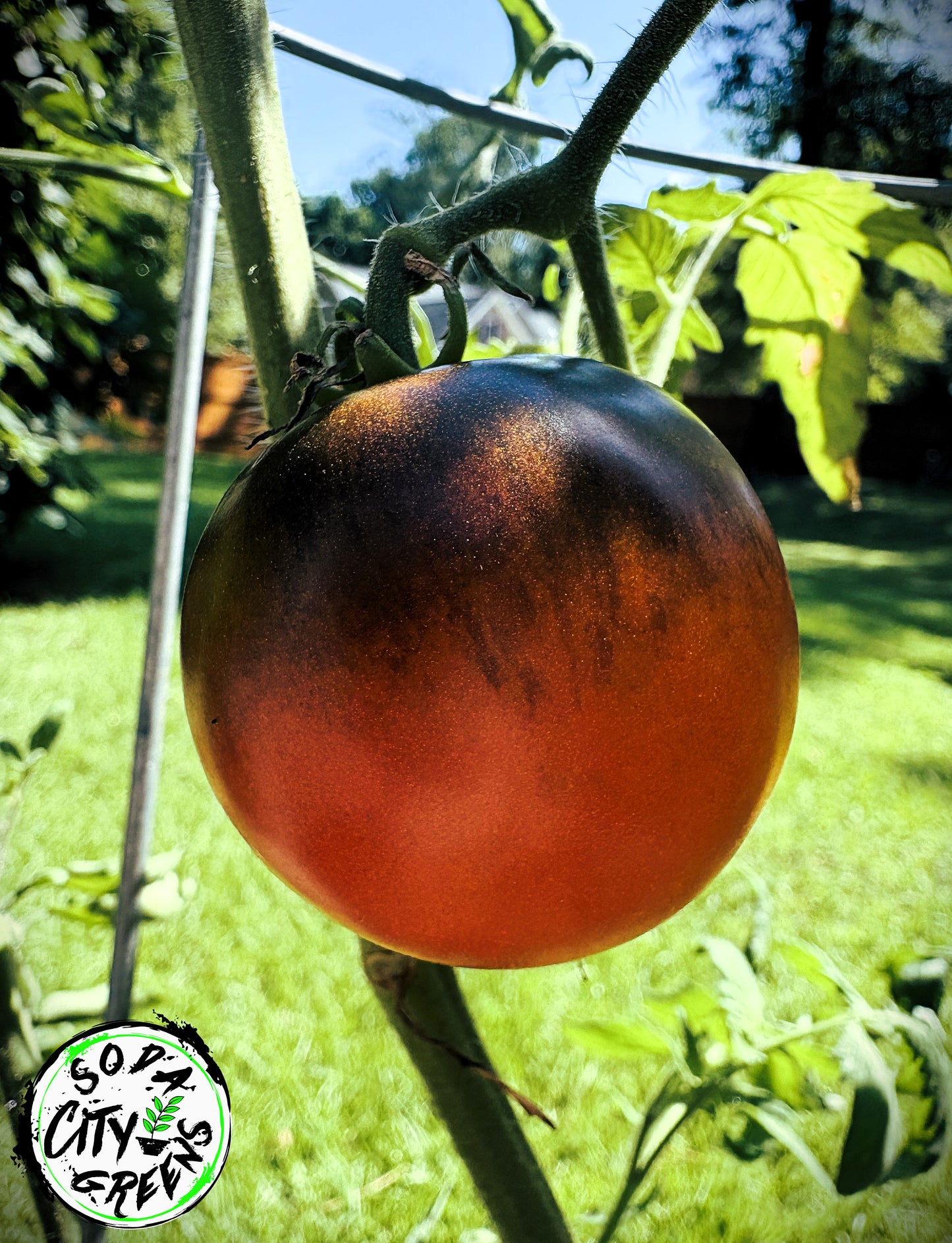 Indigo Blue Chocolate Tomato Seeds