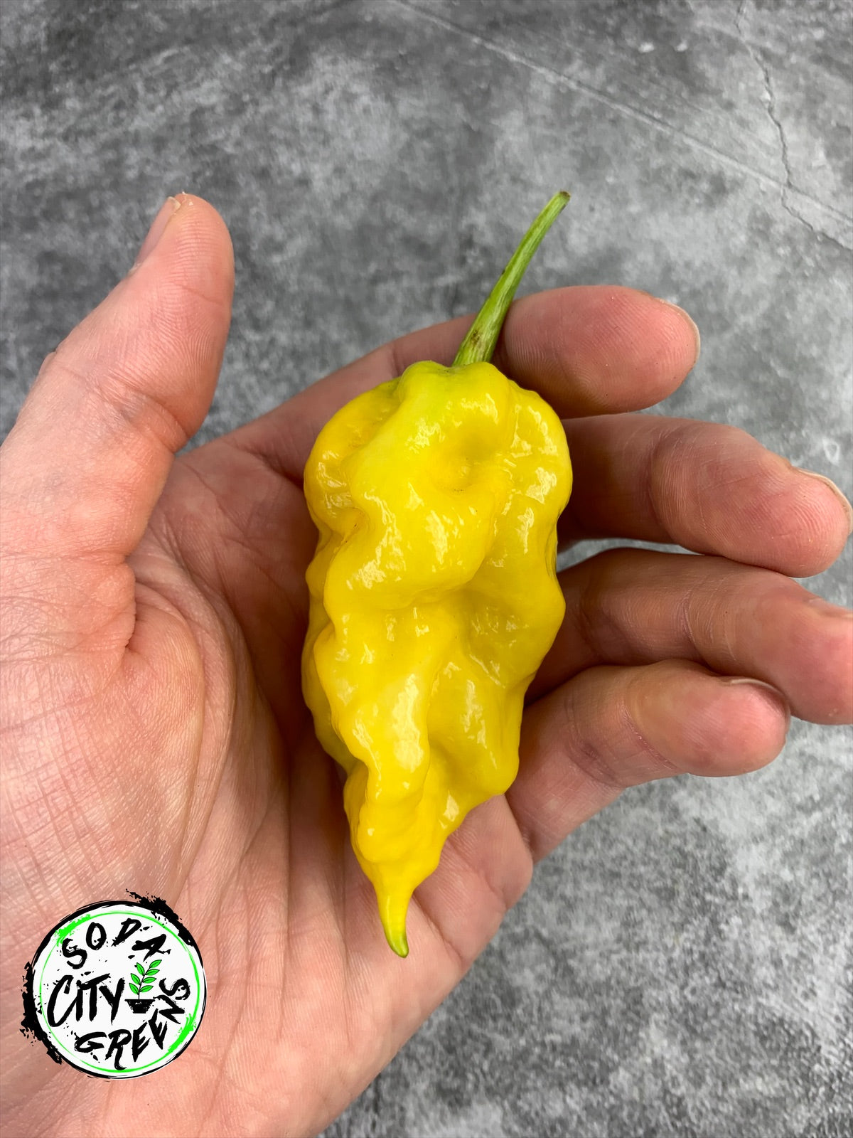 JRGS x Yellow Moruga Pepper Seeds