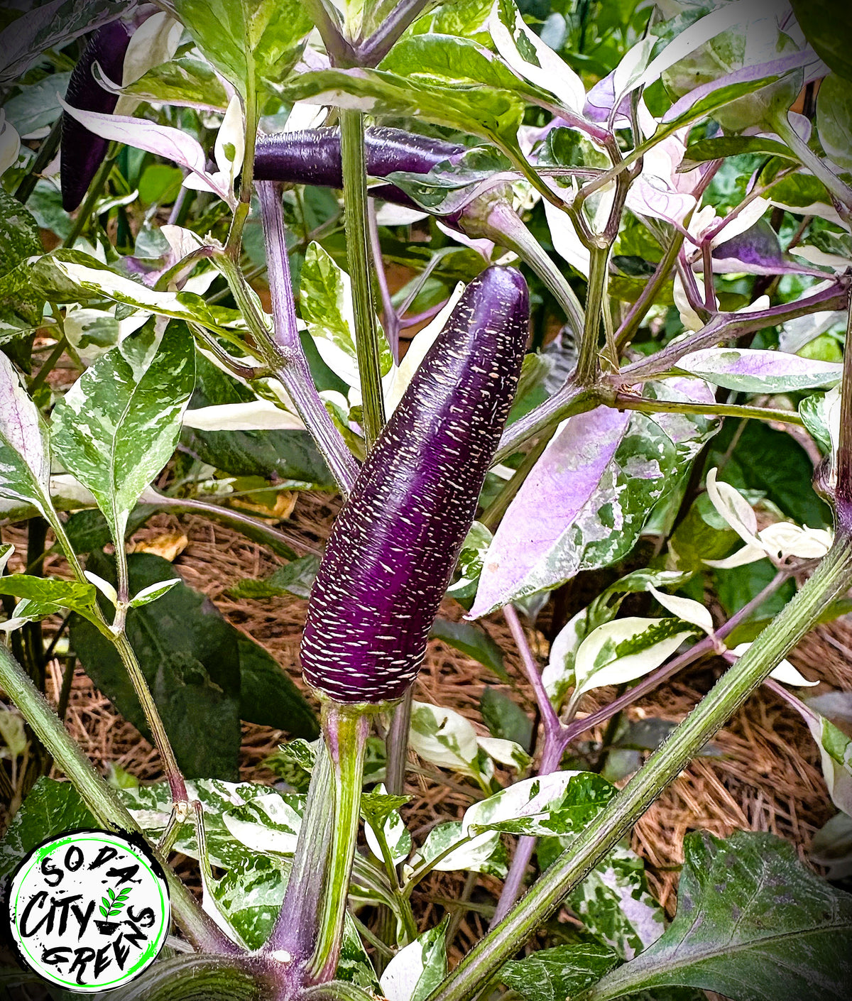Dreamcatcher x Farmers Market Jalapeno Variegated Pepper Seeds