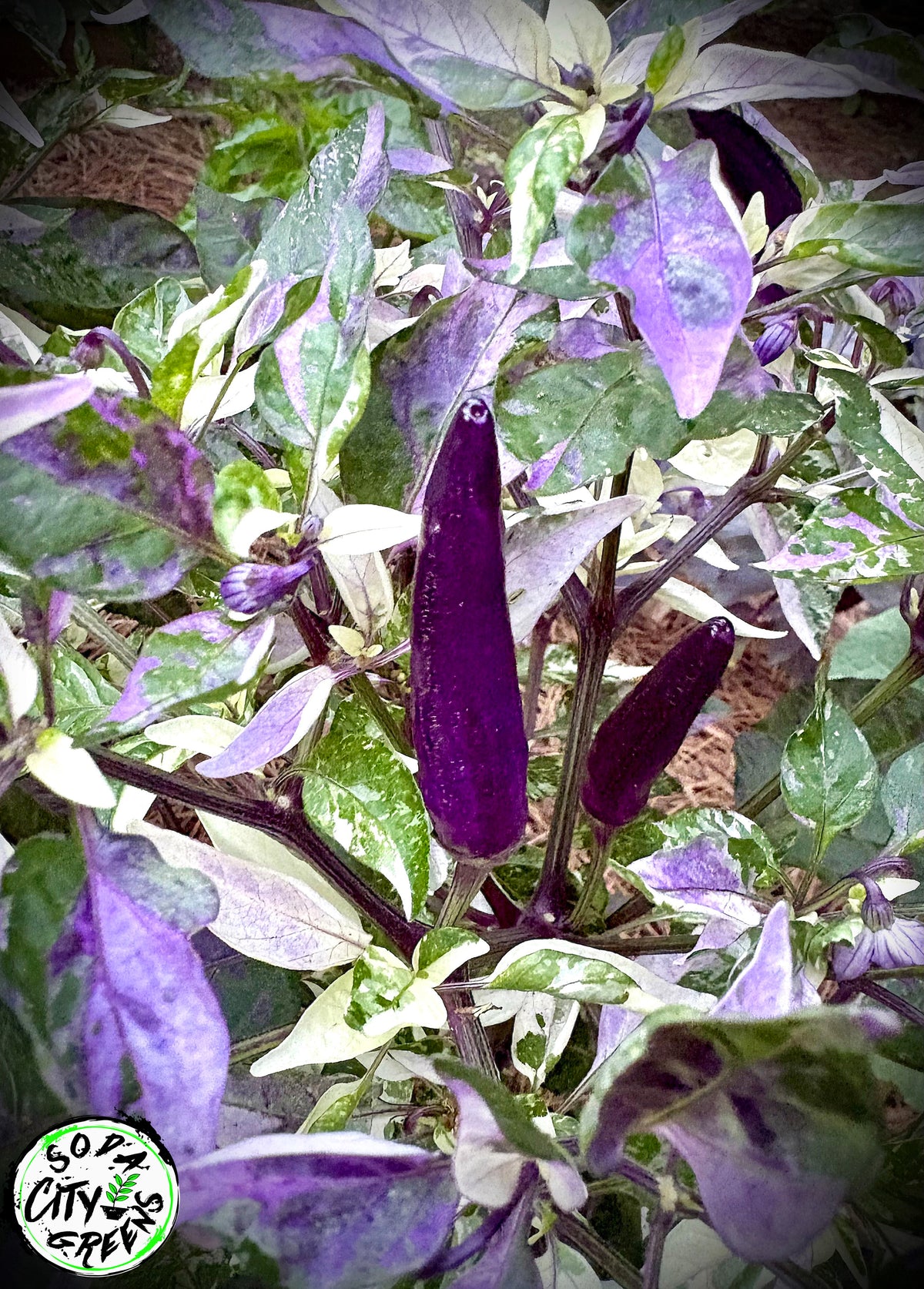 Dreamcatcher x Farmers Market Jalapeno Variegated Pepper Seeds