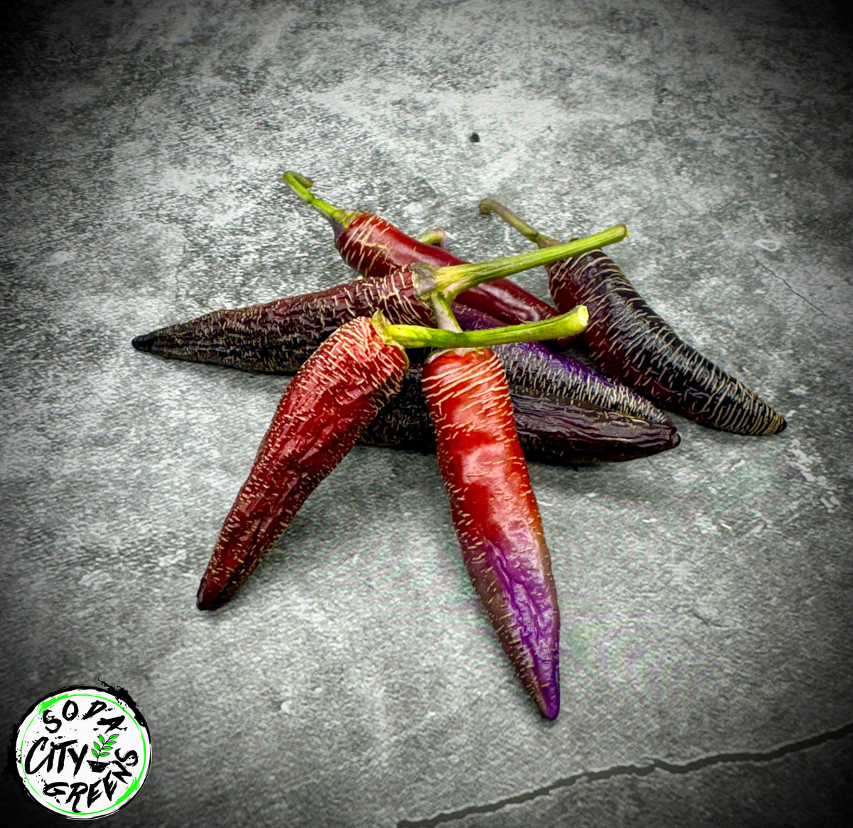 Dreamcatcher x Farmers Market Jalapeno Variegated Pepper Seeds
