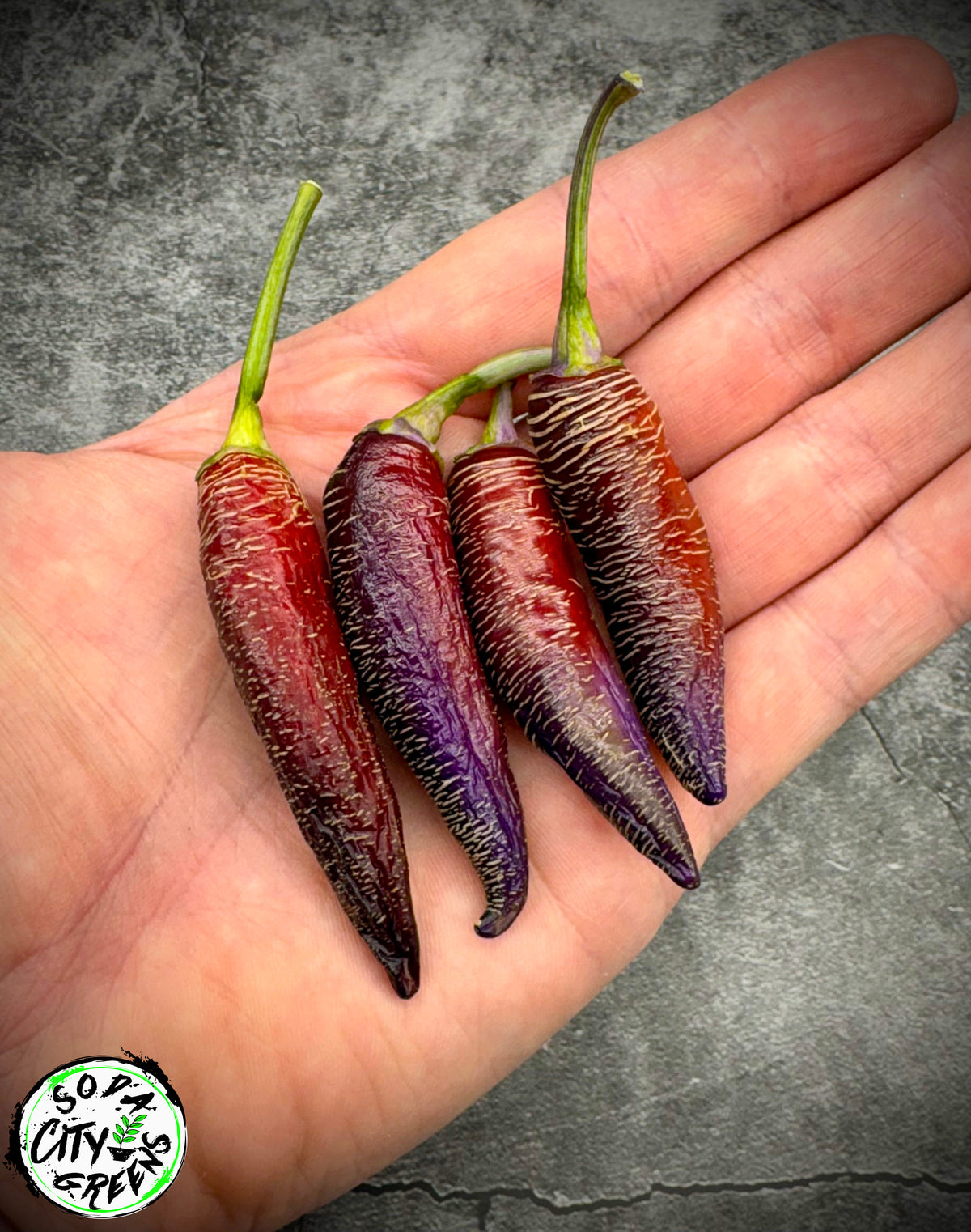 Dreamcatcher x Farmers Market Jalapeno Variegated Pepper Seeds