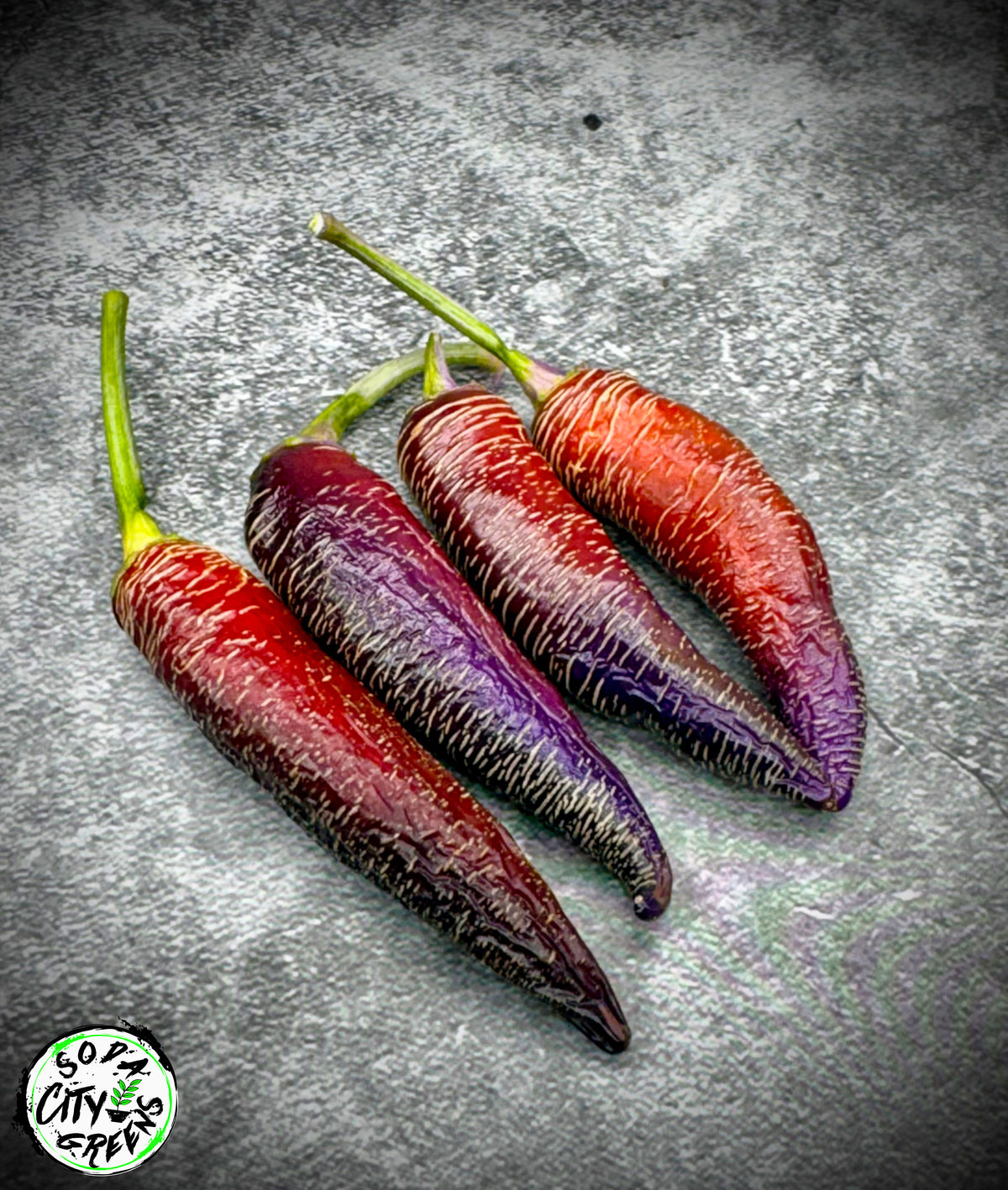 Dreamcatcher x Farmers Market Jalapeno Variegated Pepper Seeds