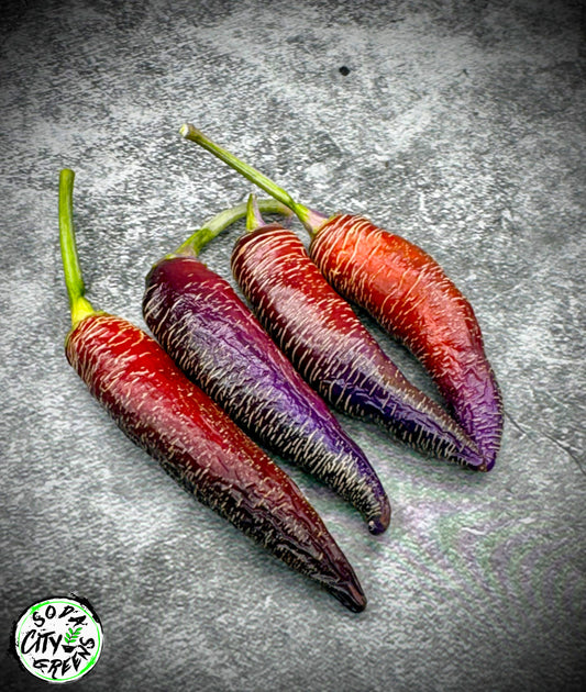 Dreamcatcher x Farmers Market Jalapeno Variegated Pepper Seeds