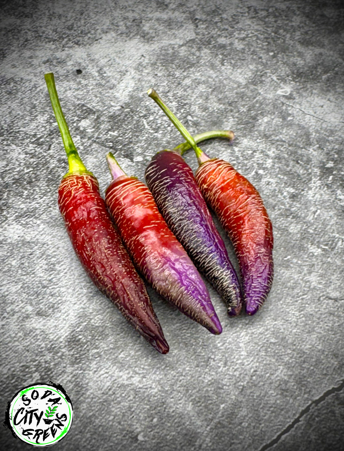 Dreamcatcher x Farmers Market Jalapeno Variegated Pepper Seeds