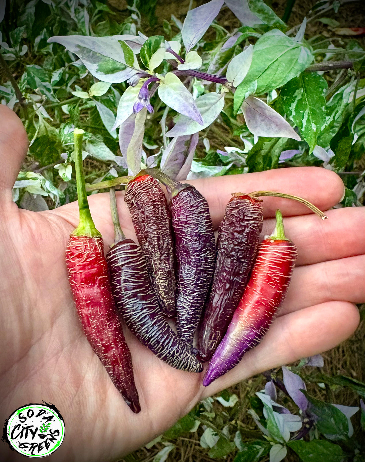 Dreamcatcher x Farmers Market Jalapeno Variegated Pepper Seeds