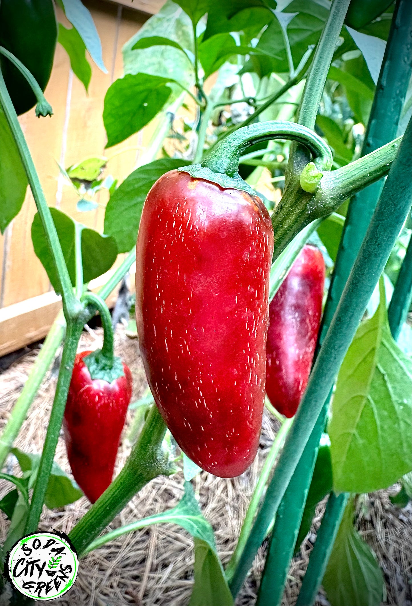 Grande Jalapeno Pepper Seeds