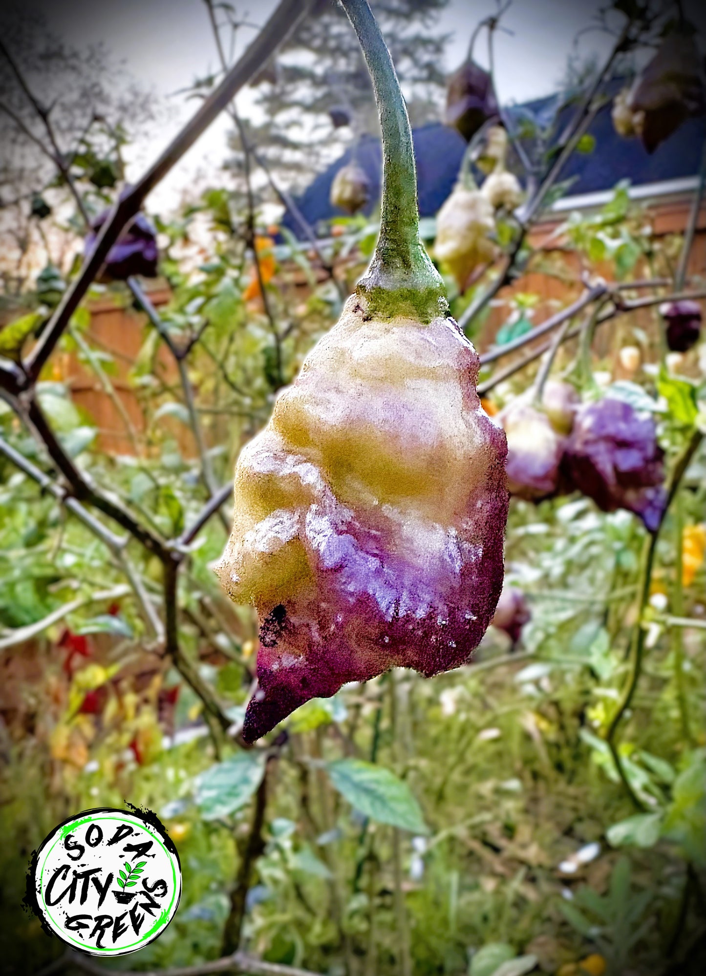 Pink Lemon Reaper Pepper Seeds